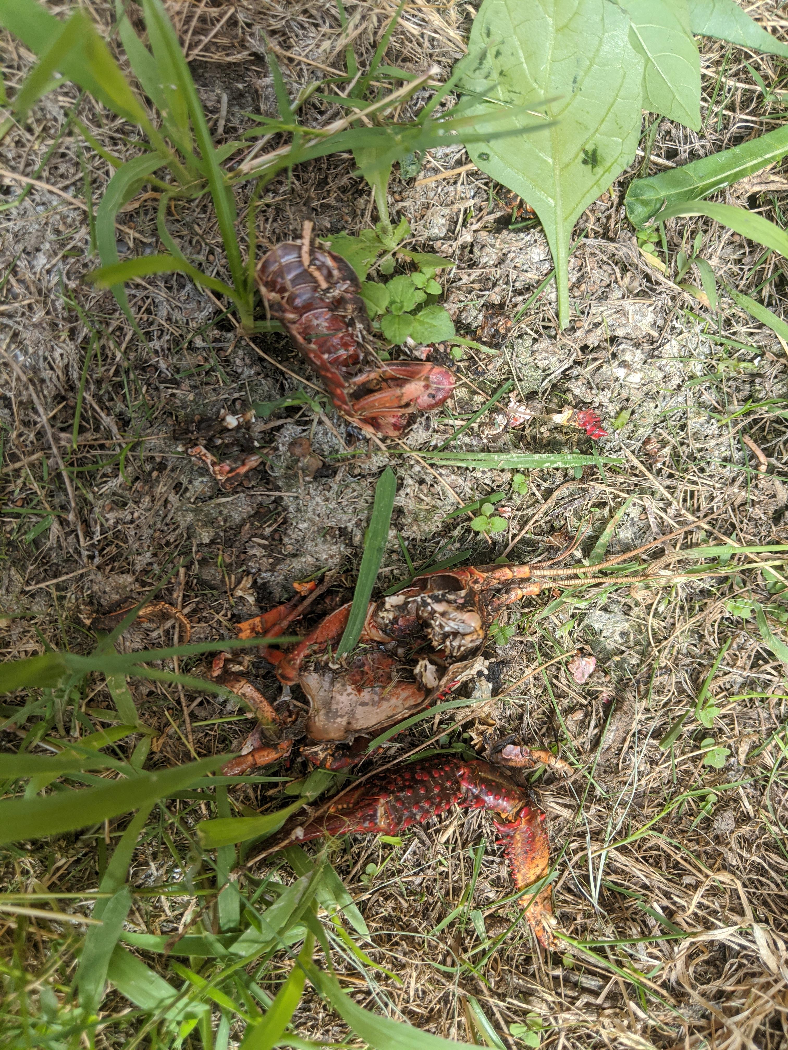 Animal remains, near rabbit activity in backyard. Southern US r/animalid