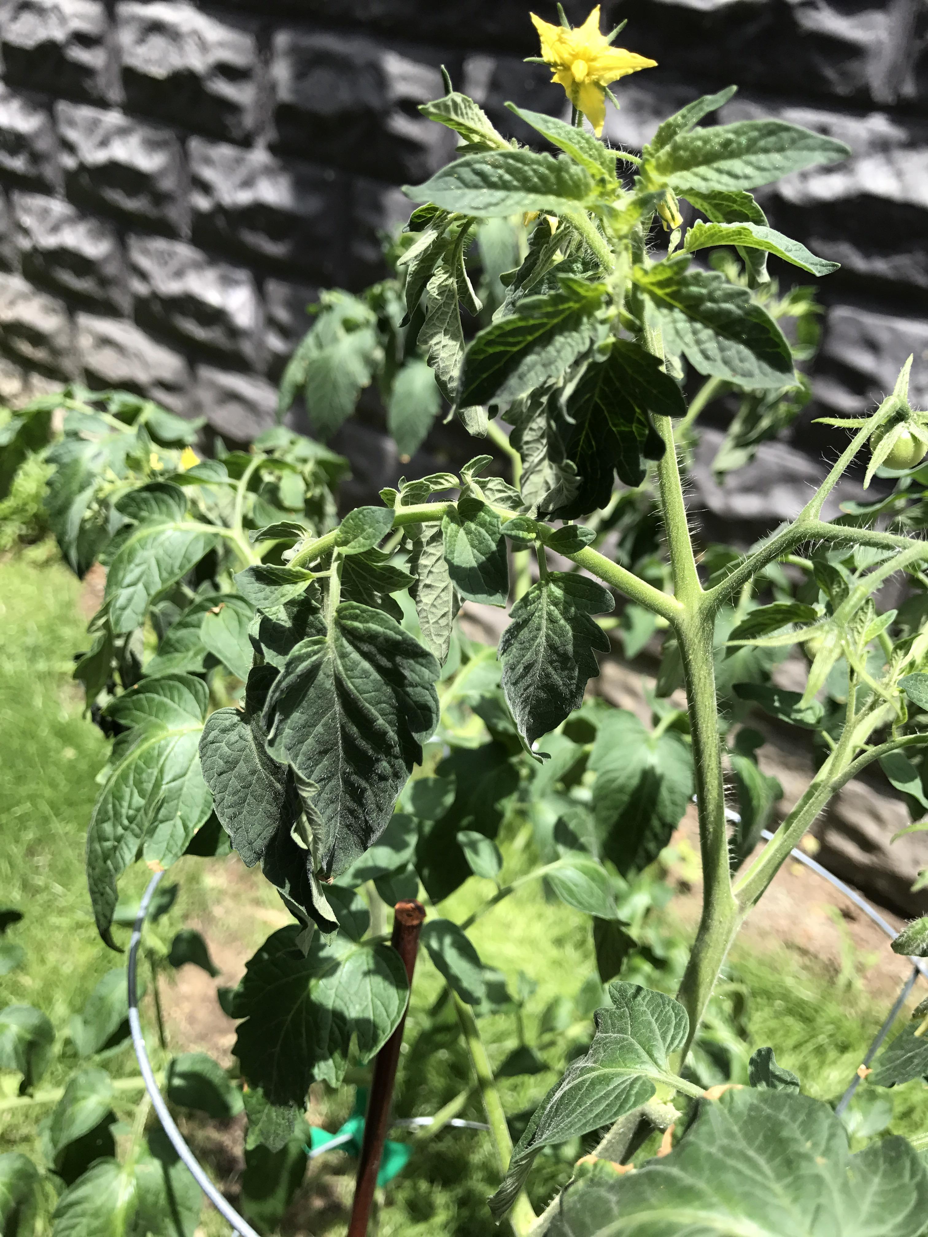 My cherry tomato plant is wilting in two places. Does this mean I need