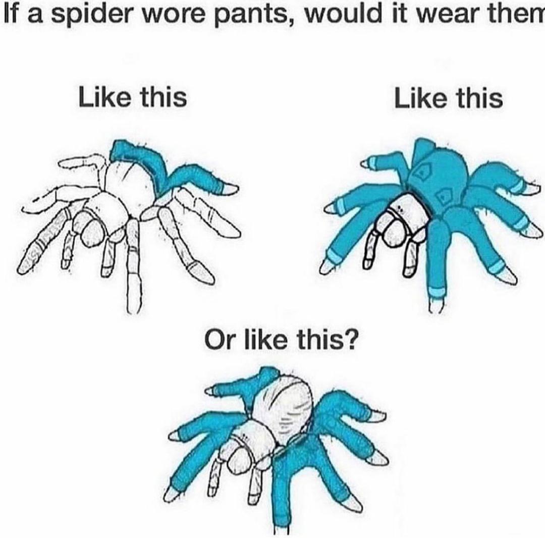 How would spider wear pants? r/memes
