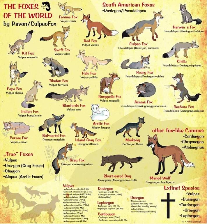 Guide to all the different species of Foxes r/coolguides