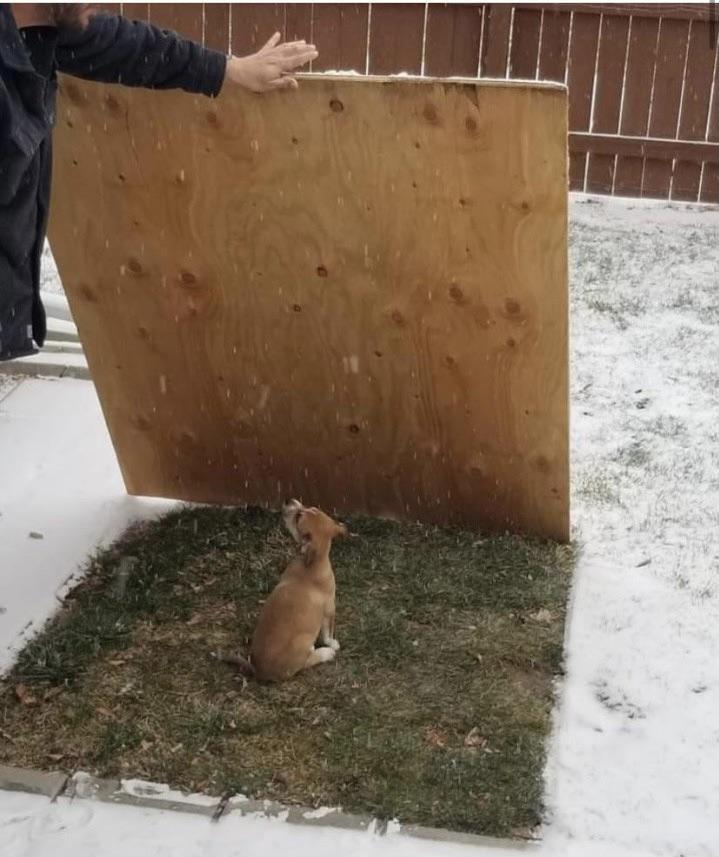 Can Dogs Have Plywood? The Habit of Woodworking