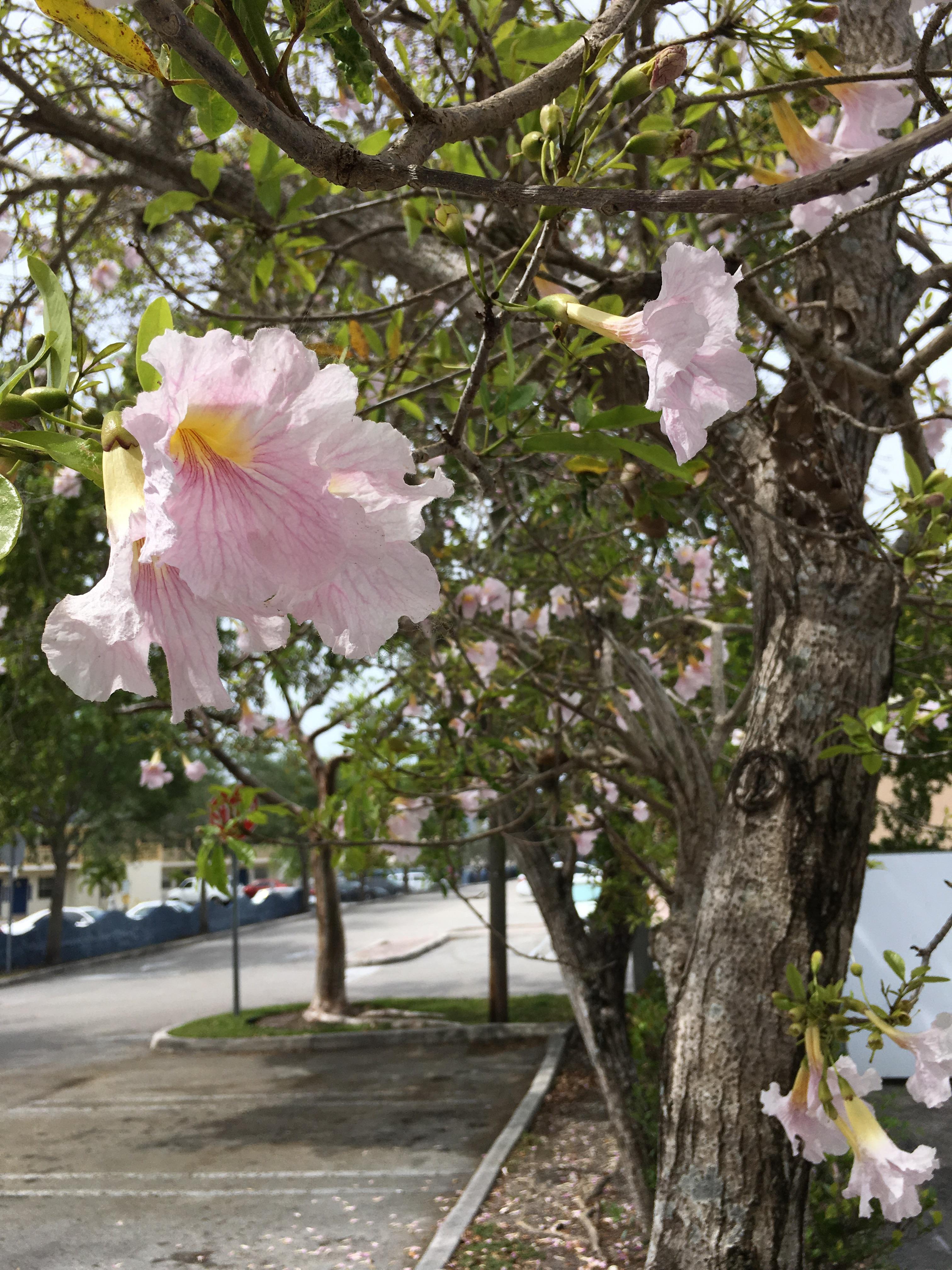20 ft Tree. Zone 10B South Florida r/whatsthisplant
