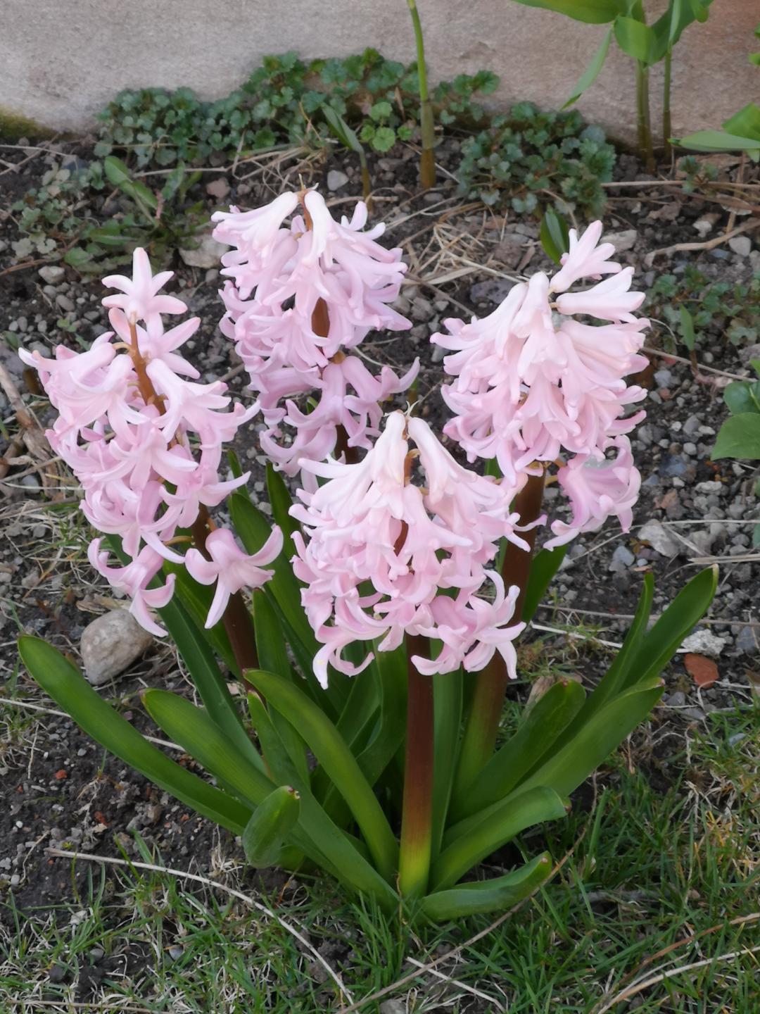 anybody know what kind of flowers these are? they grow annually, and it