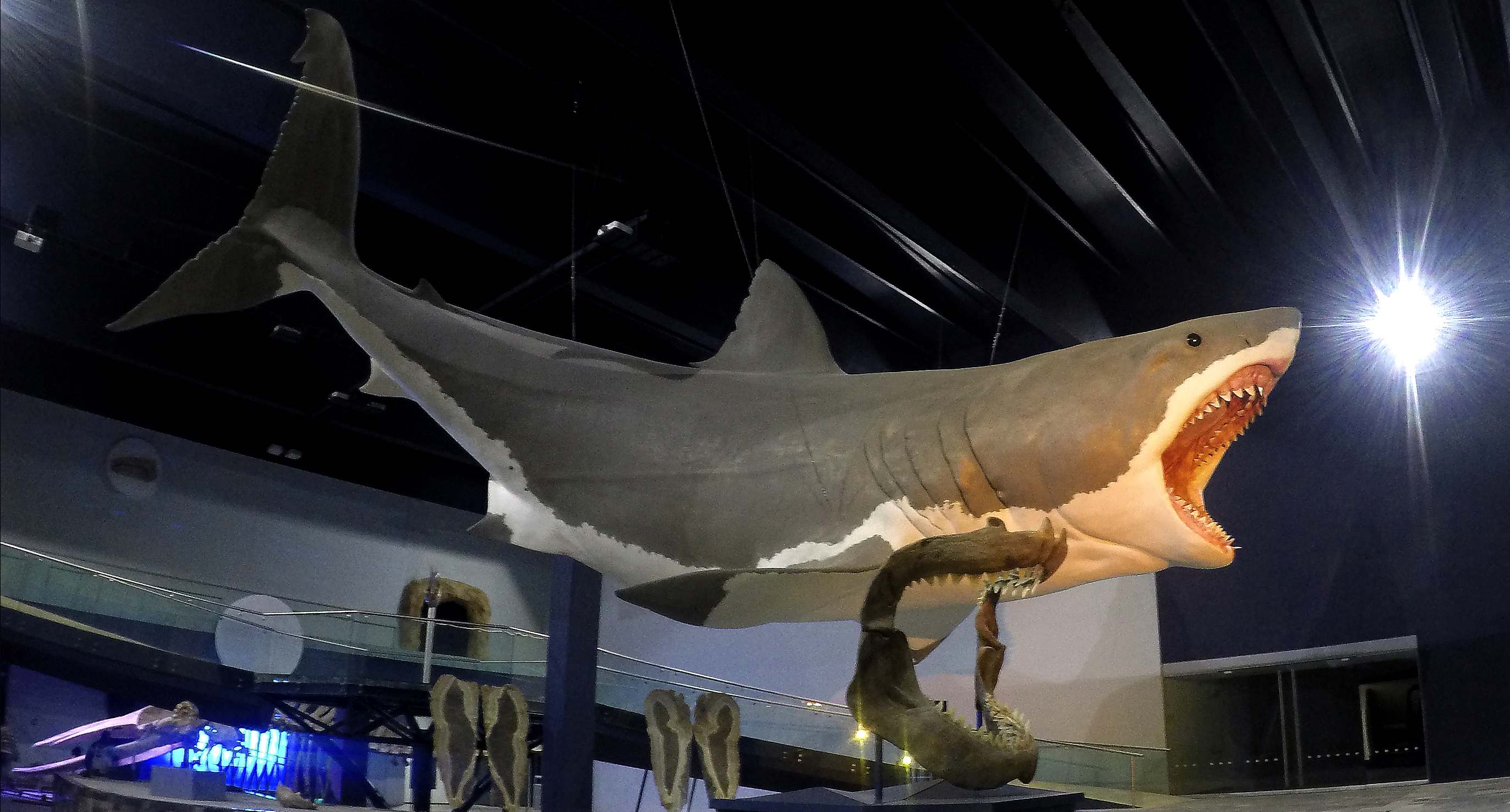 The MEGALODON. So yeah this massive creature the Megalodon ruled our