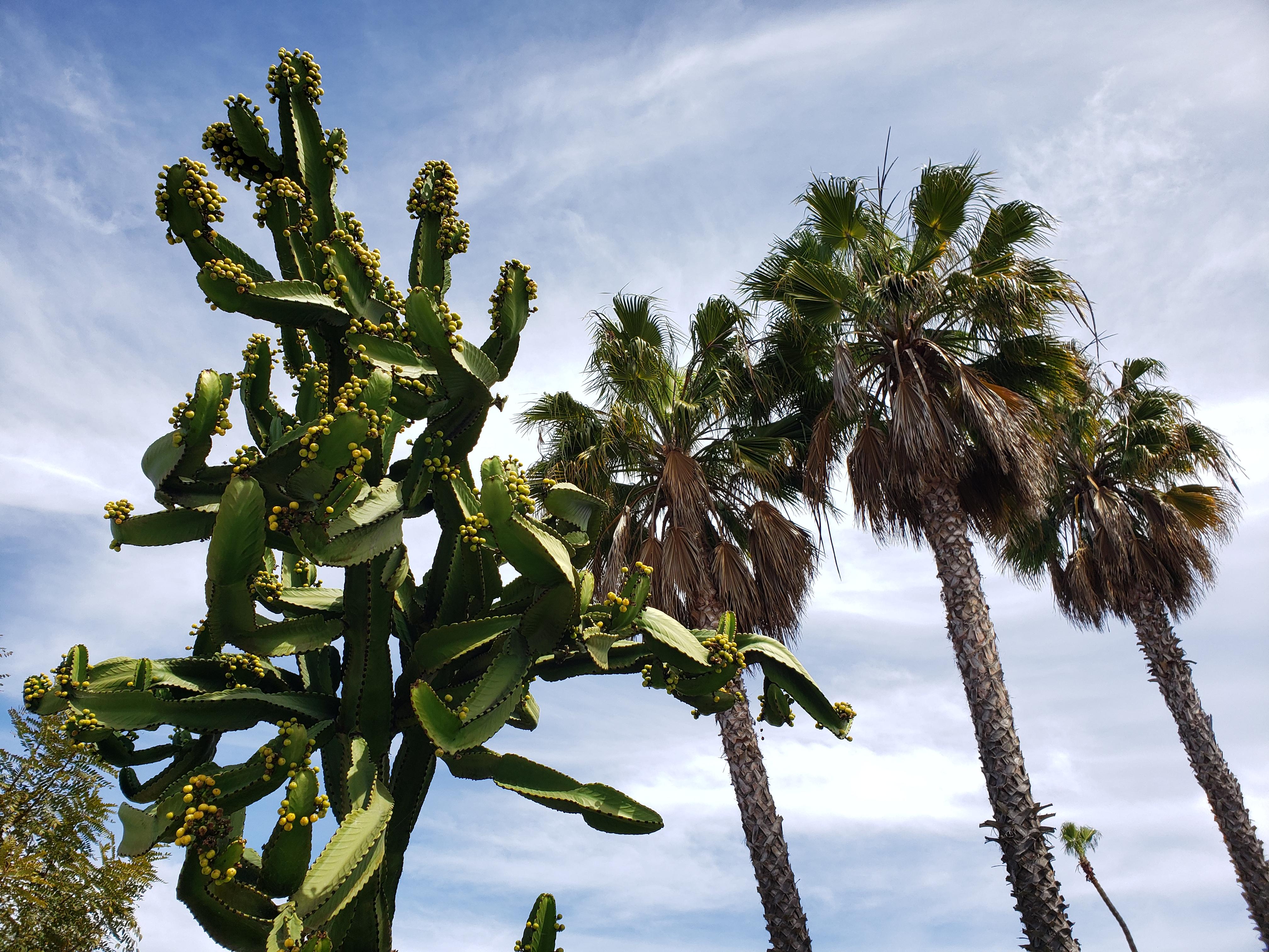San Diego in a nutshell palm trees and succulents. North Park. r