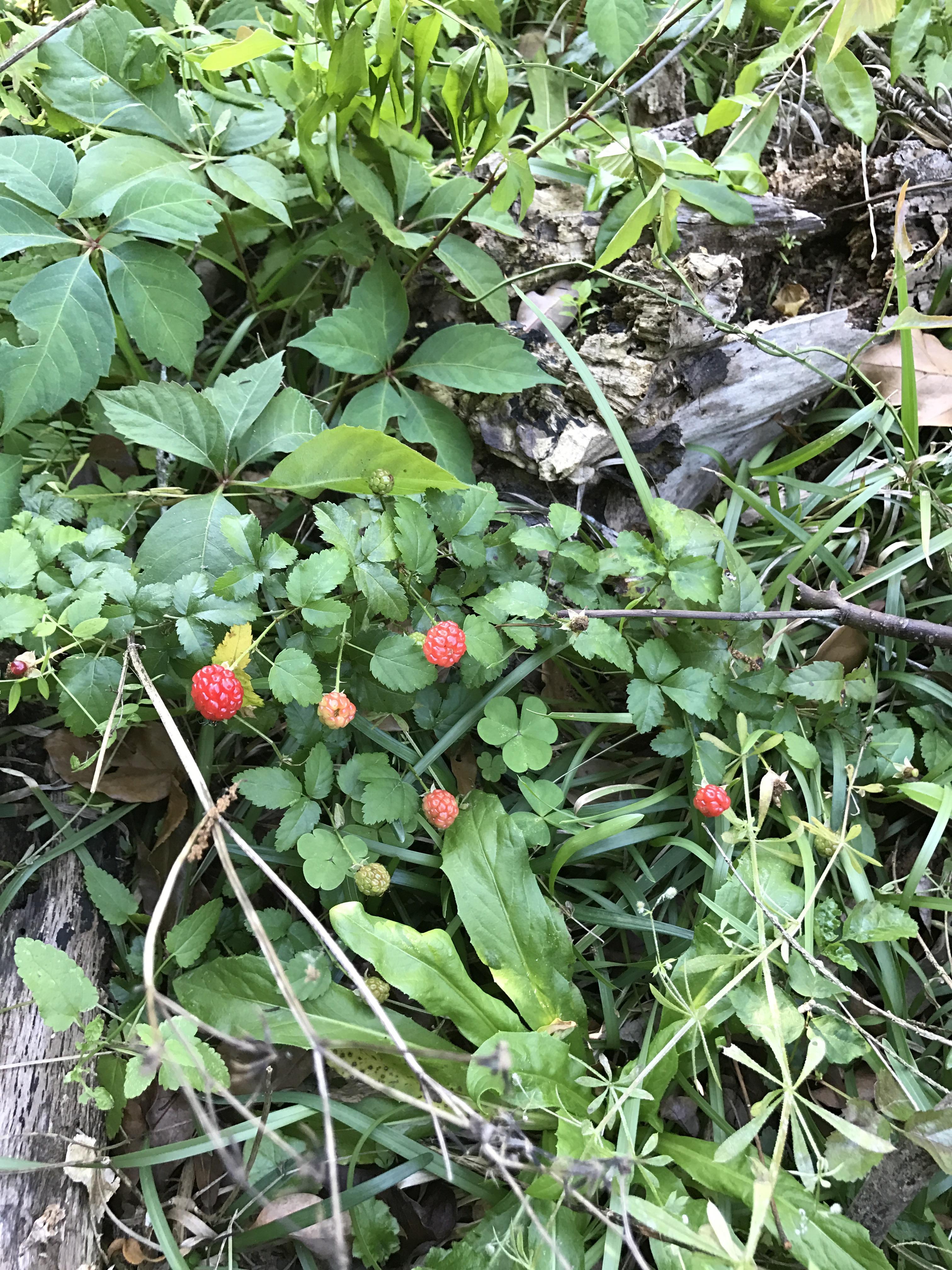 Edible? North Florida r/EdiblePlants