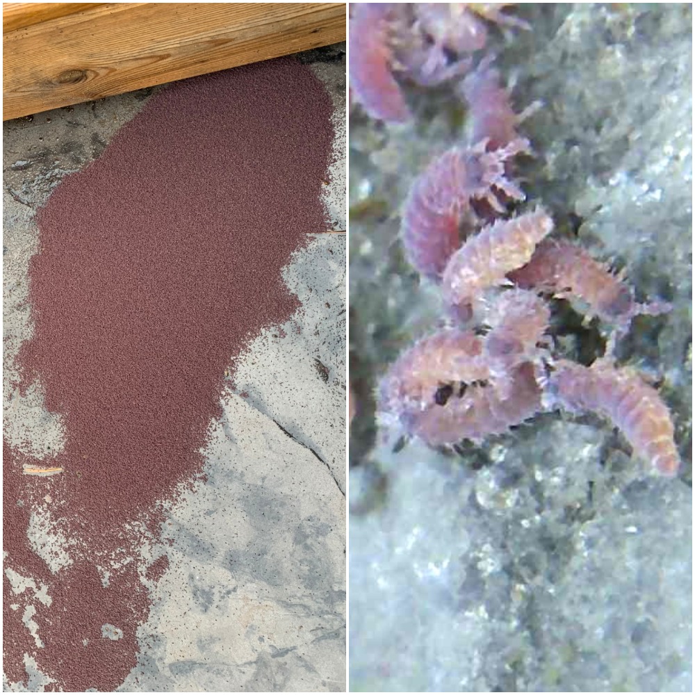 Piles on tiny reddish bugs on cement step? Still snow on the ground and