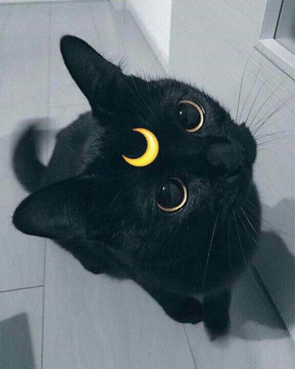 The magic black cat is watching you. That’s all. Enjoy. r/aww