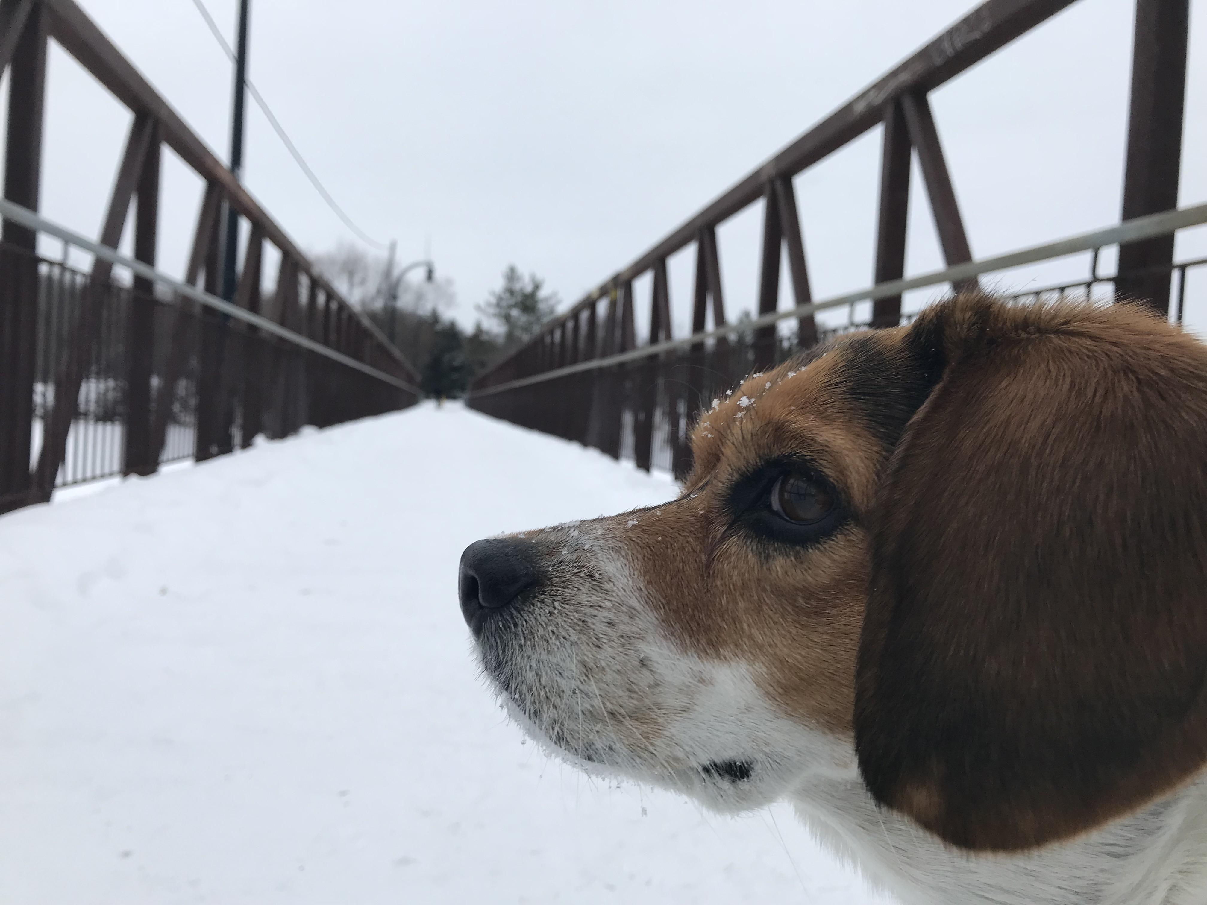 Bagels are true dogs. Bagel still loves to go for walk in 25 degree