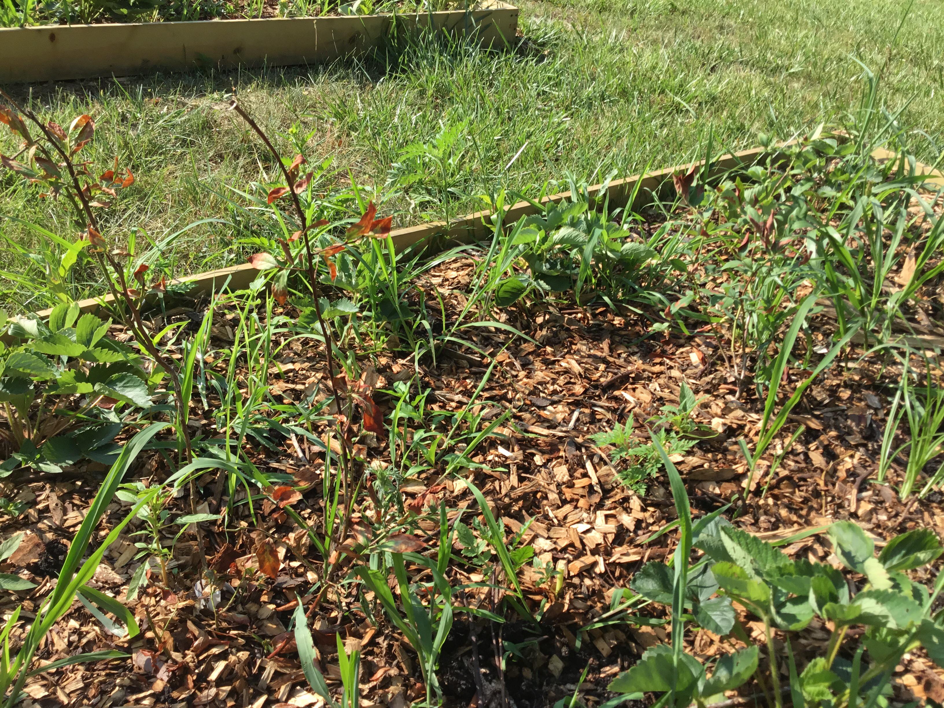 Young blueberry bush is dying? Leaves are turning brown and falling off