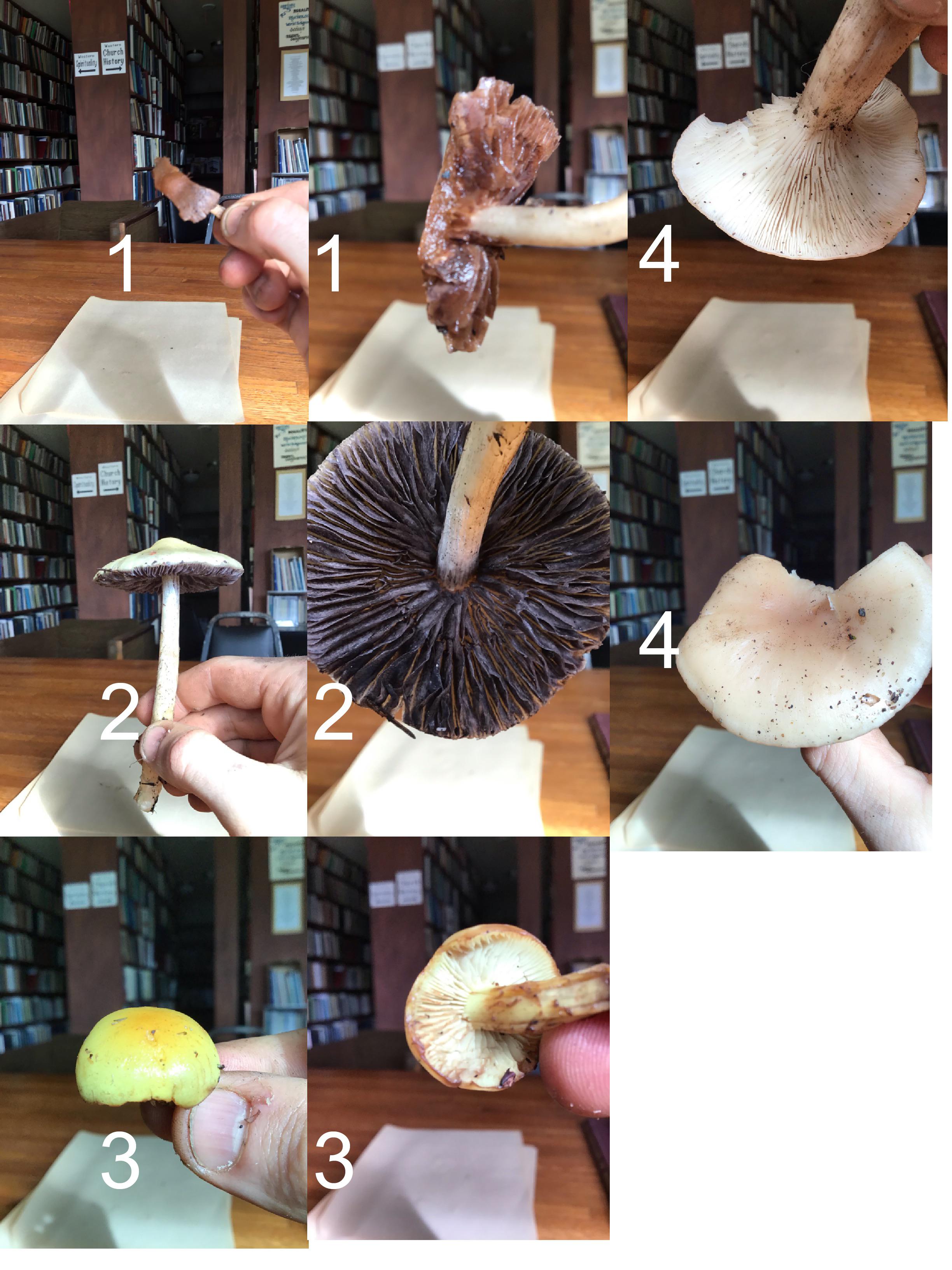 Any thoughts? 1&4 broke. Wasn’t planning on foraging, used my pocket