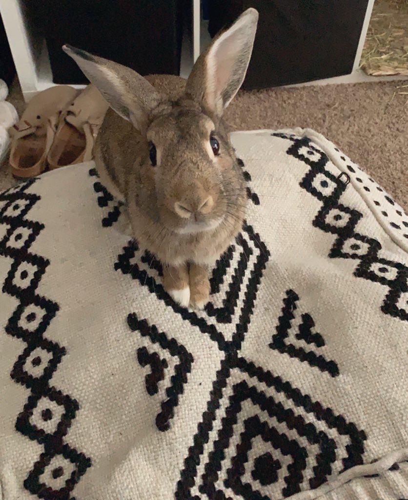 this is my favorite picture of almond he looks so concerned r/Rabbits