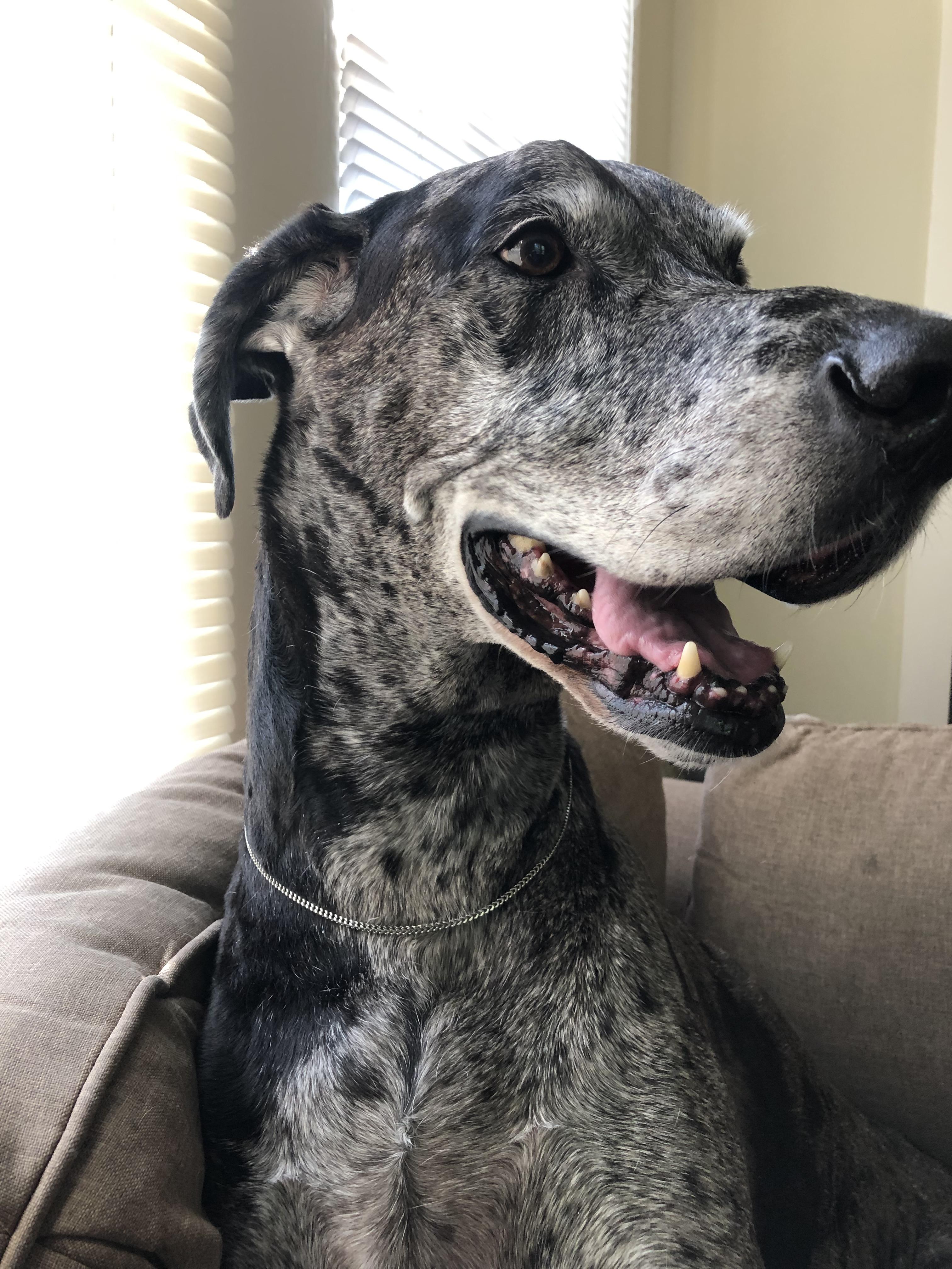 Had to put her down today, but she was the best dog I could have ever