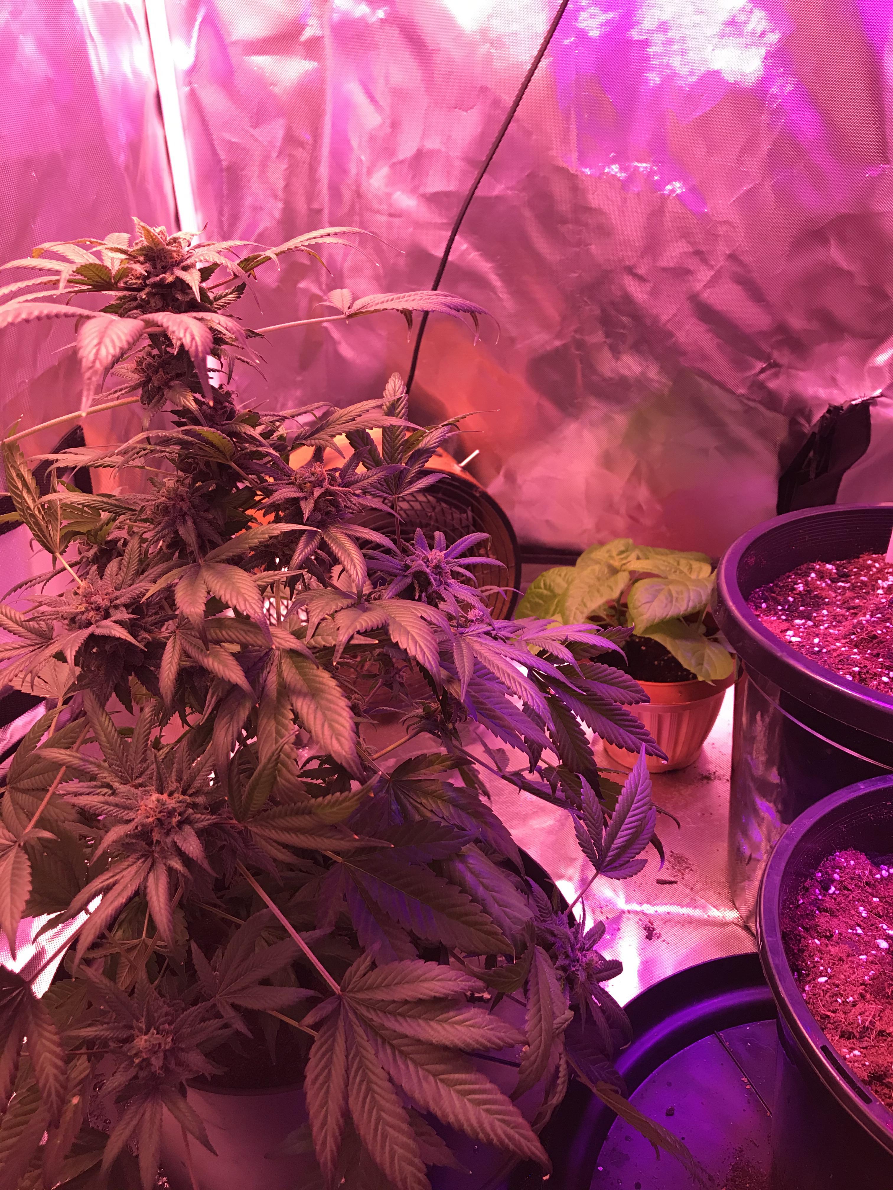 What else do you grow in your tent? Mines Carolina Reaper Chillis r