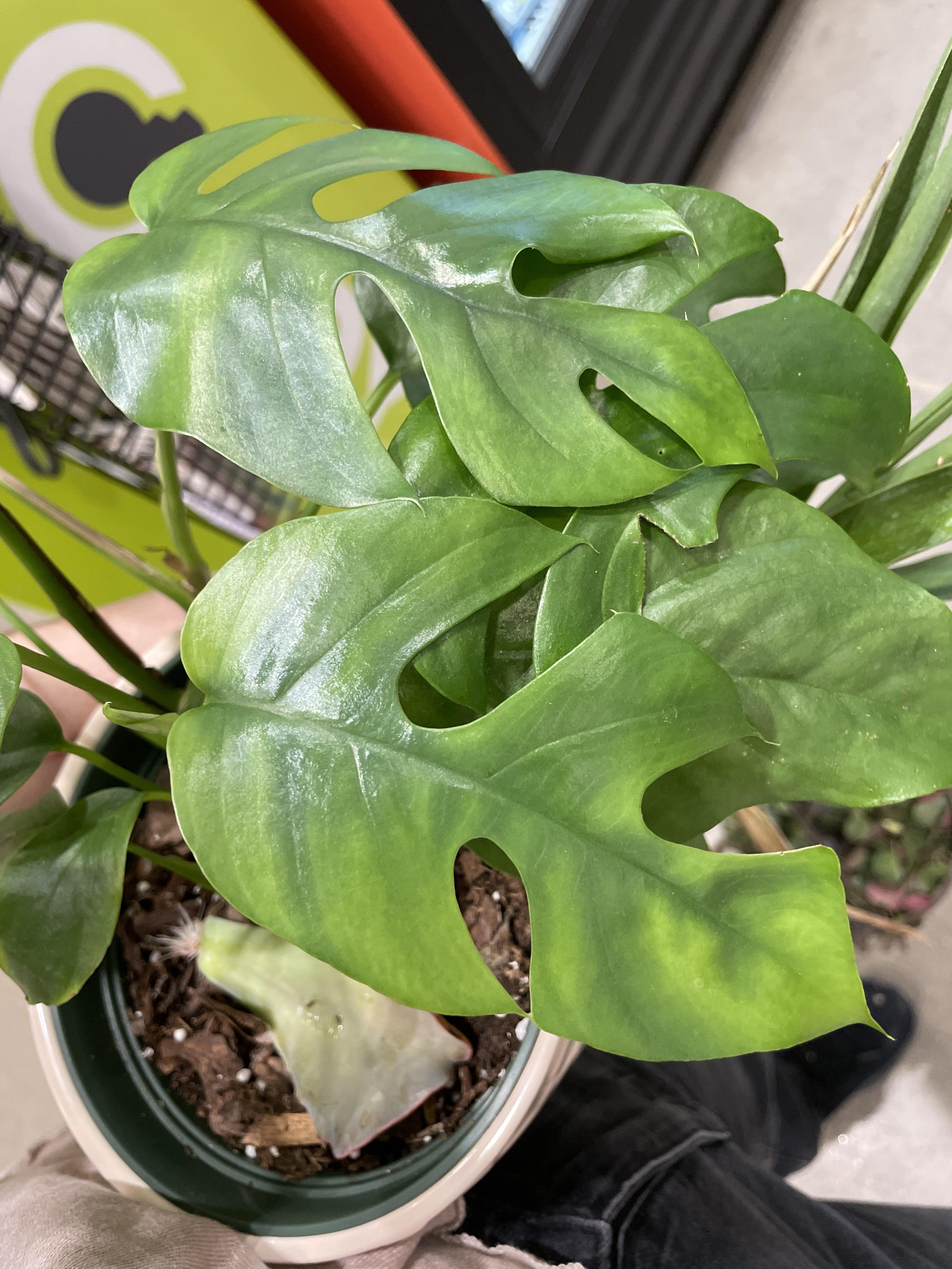 Hey guys is this a variegated Monstera ??? I’m buying it at Lowe’s now