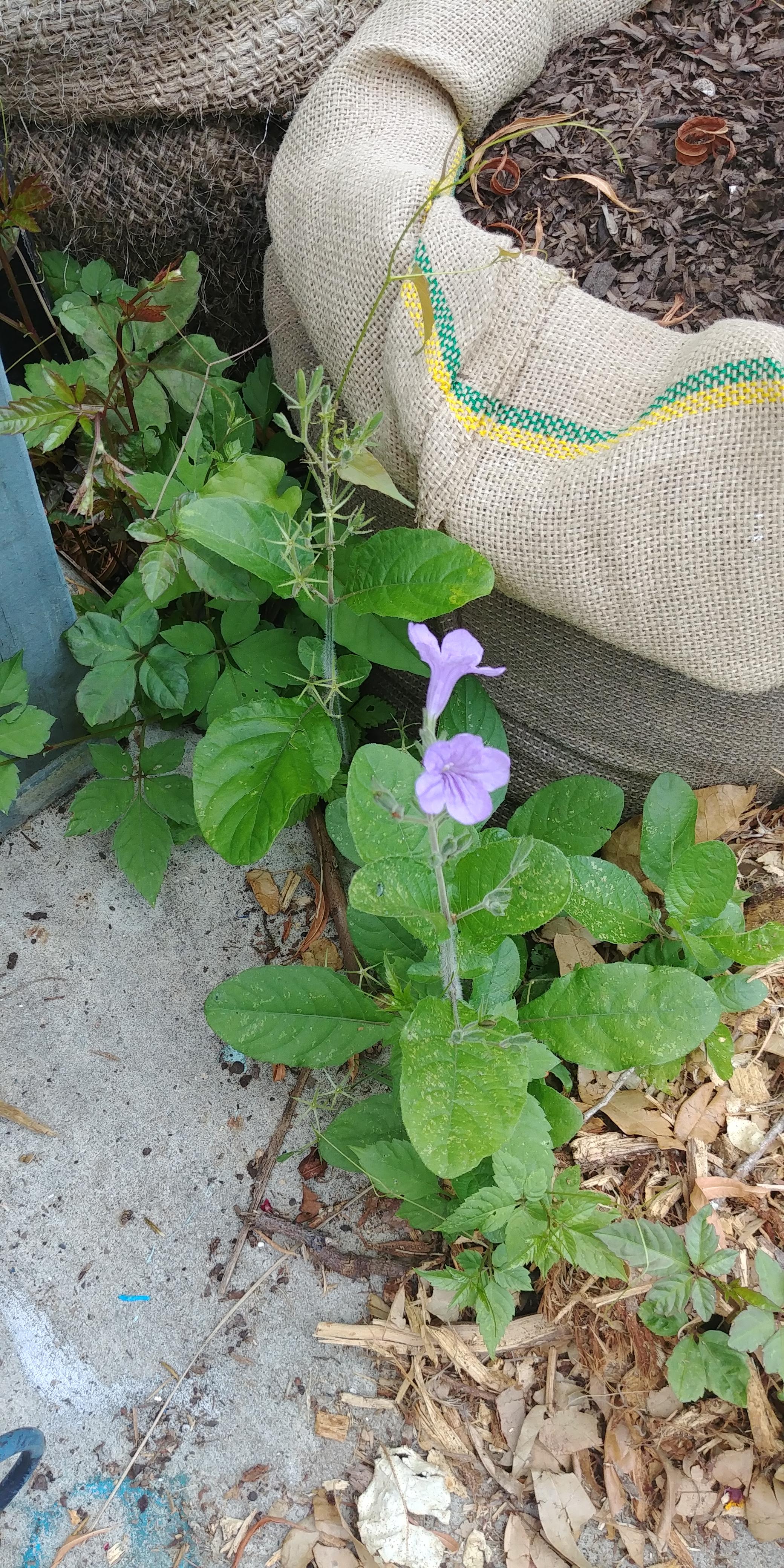 What is this plant with the purple flowers? The broad leaf in the back