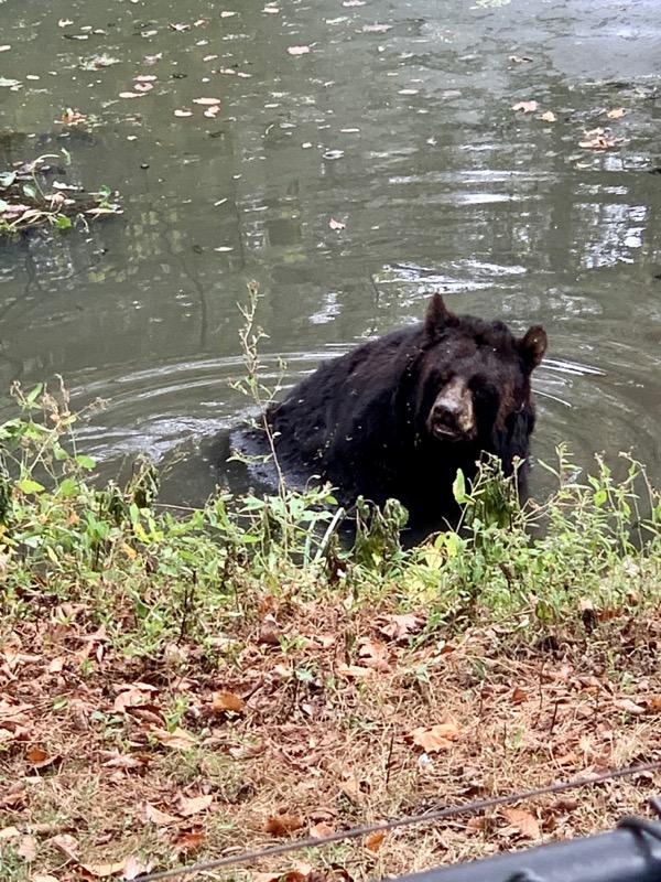 The first time I've ever seen the bear at Maymont actually go for a swim! r/rva