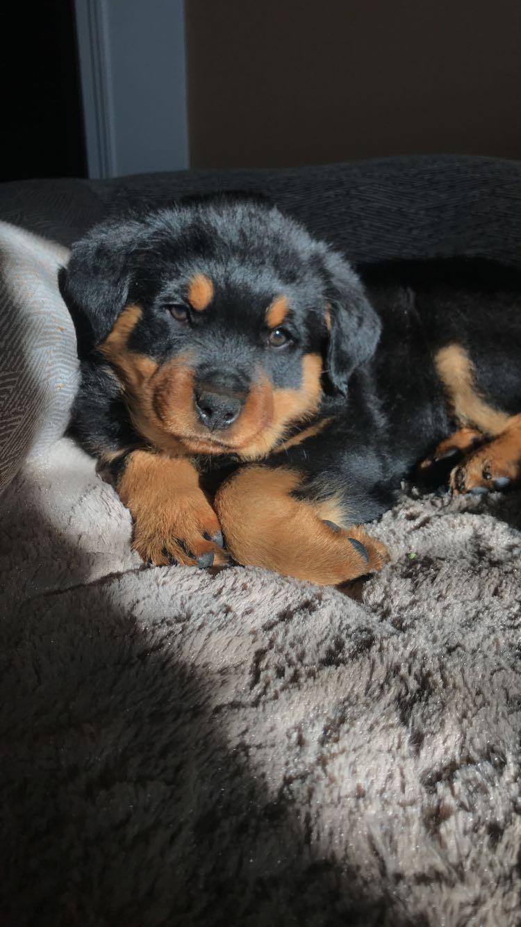Cutest Rottweiler Puppies The 15 Most Important Rottweilers Of 2015