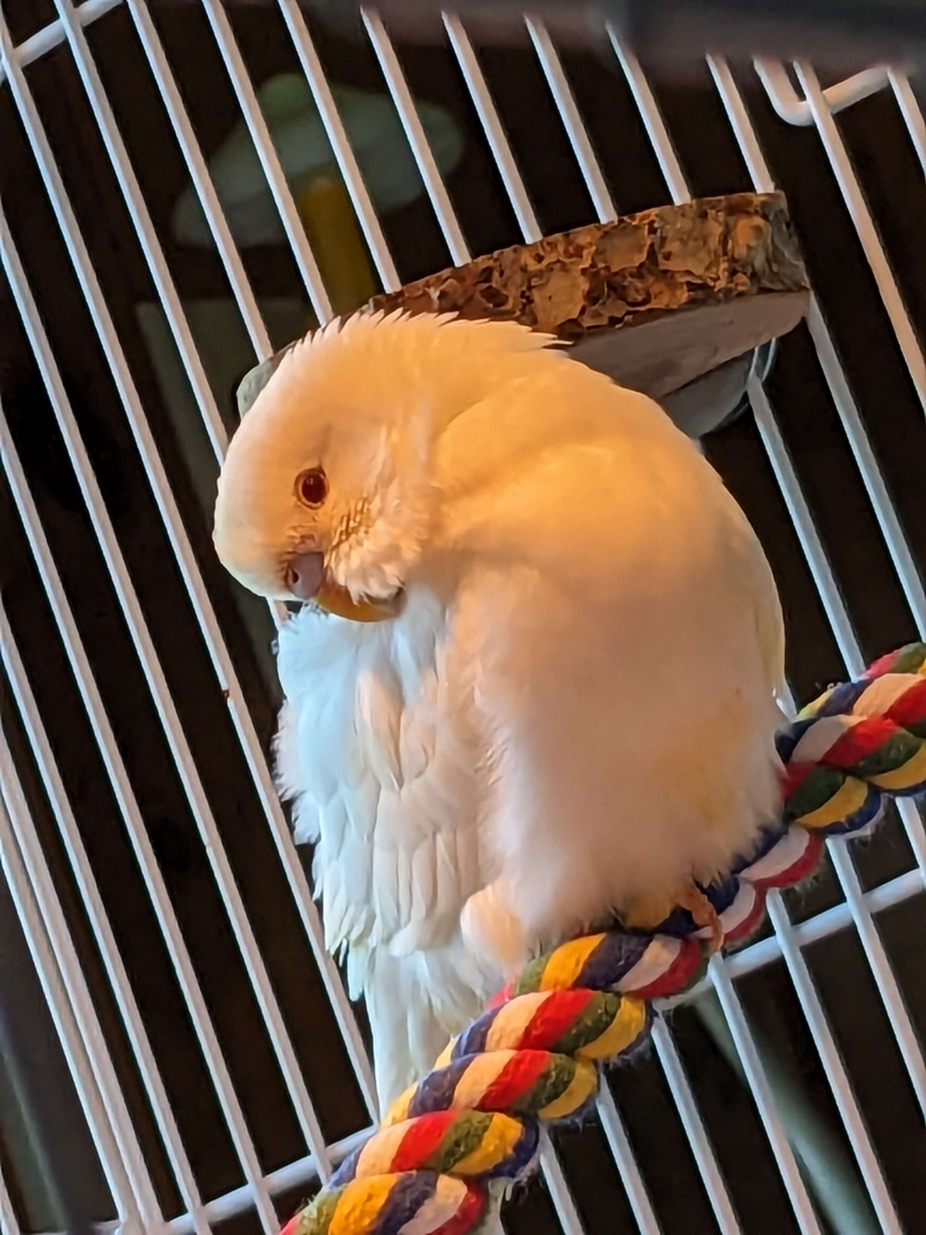 Pine ️🤍 r/Parakeets