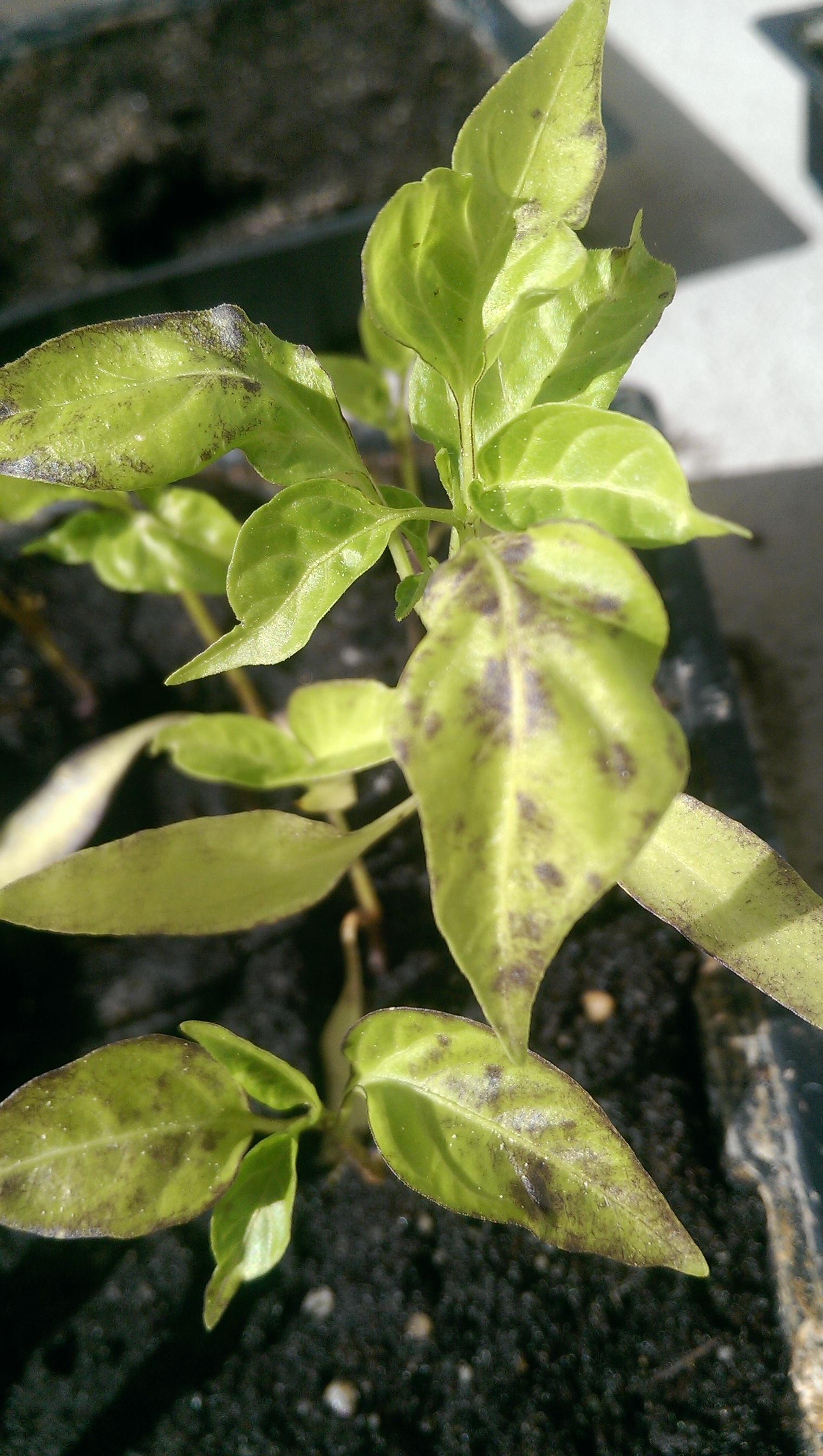 Did the cold almost freezing nights kill my plants? Black necro spots