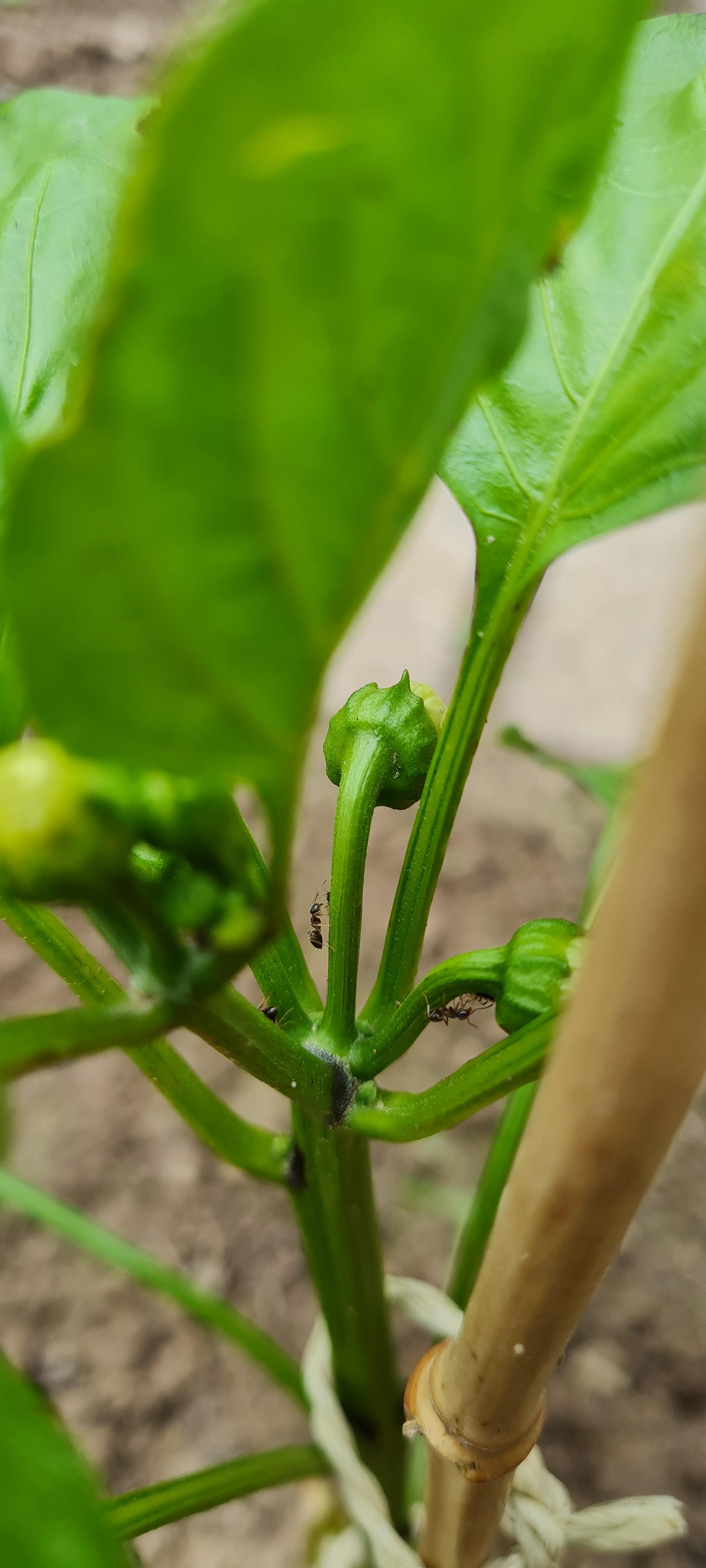 Are ants on my sweet pepper dangerous for the plant? I am new to