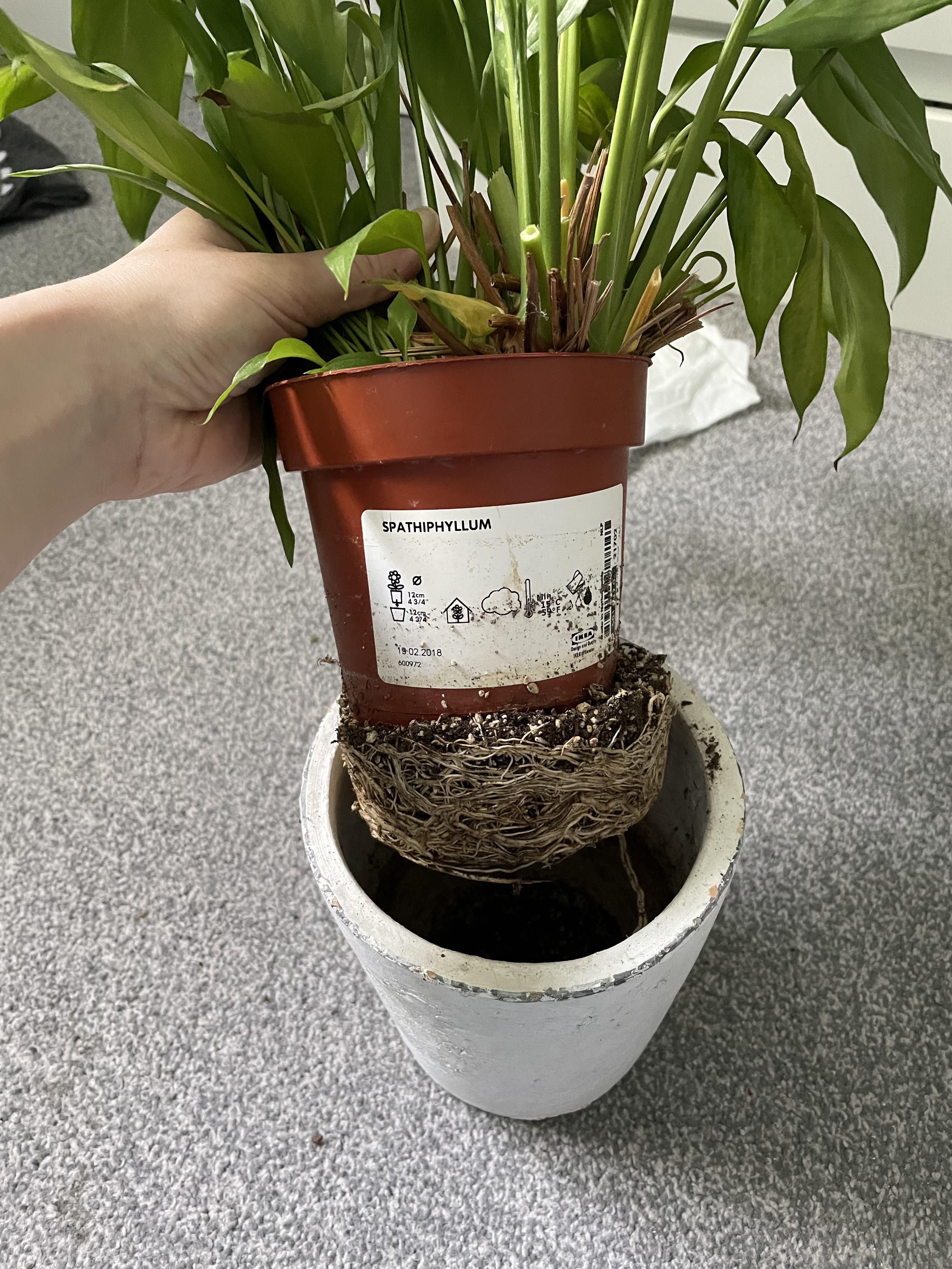 I am a bad plant parent. Please help what compost do I need for a