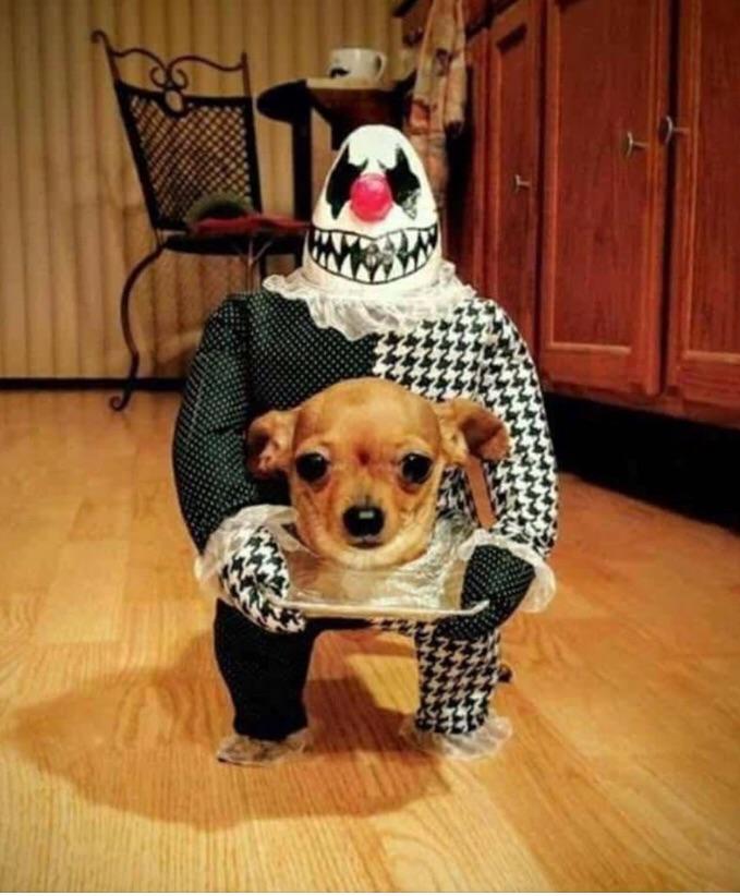 Álbumes 103+ Foto Disfraces De Halloween Para Perros Chihuahua Mirada Tensa