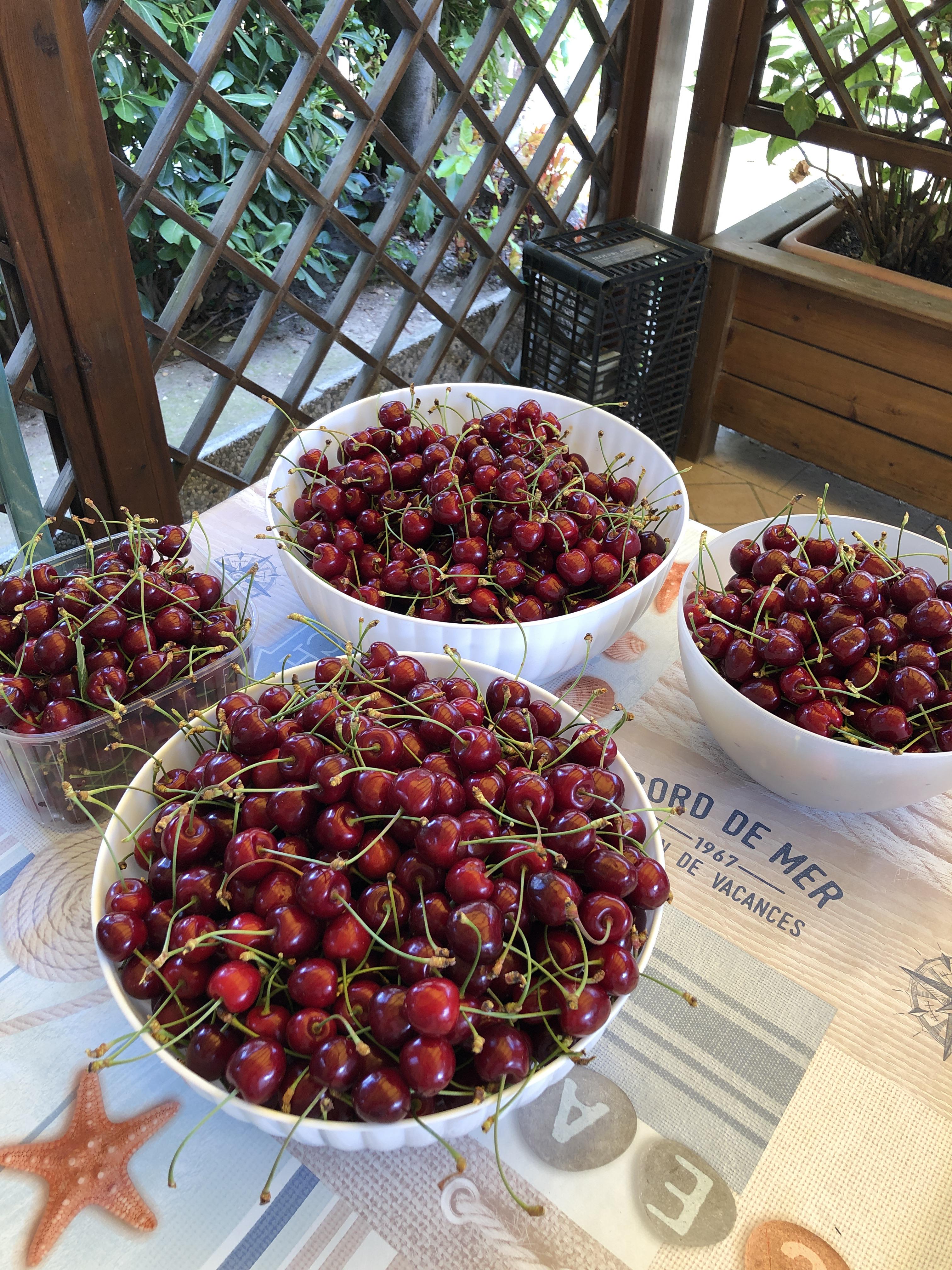 Tenth day of cherries harvesting and many of them are still on the tree
