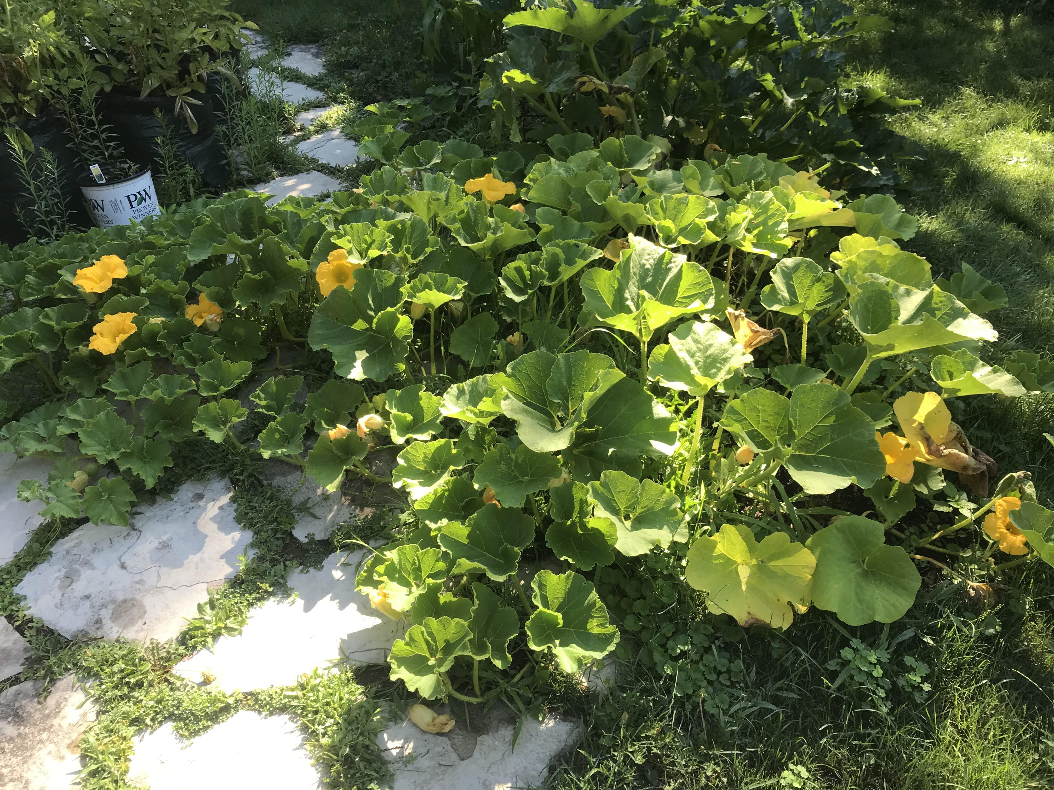 Squash advice? All these beautiful flowers and only one female. Any
