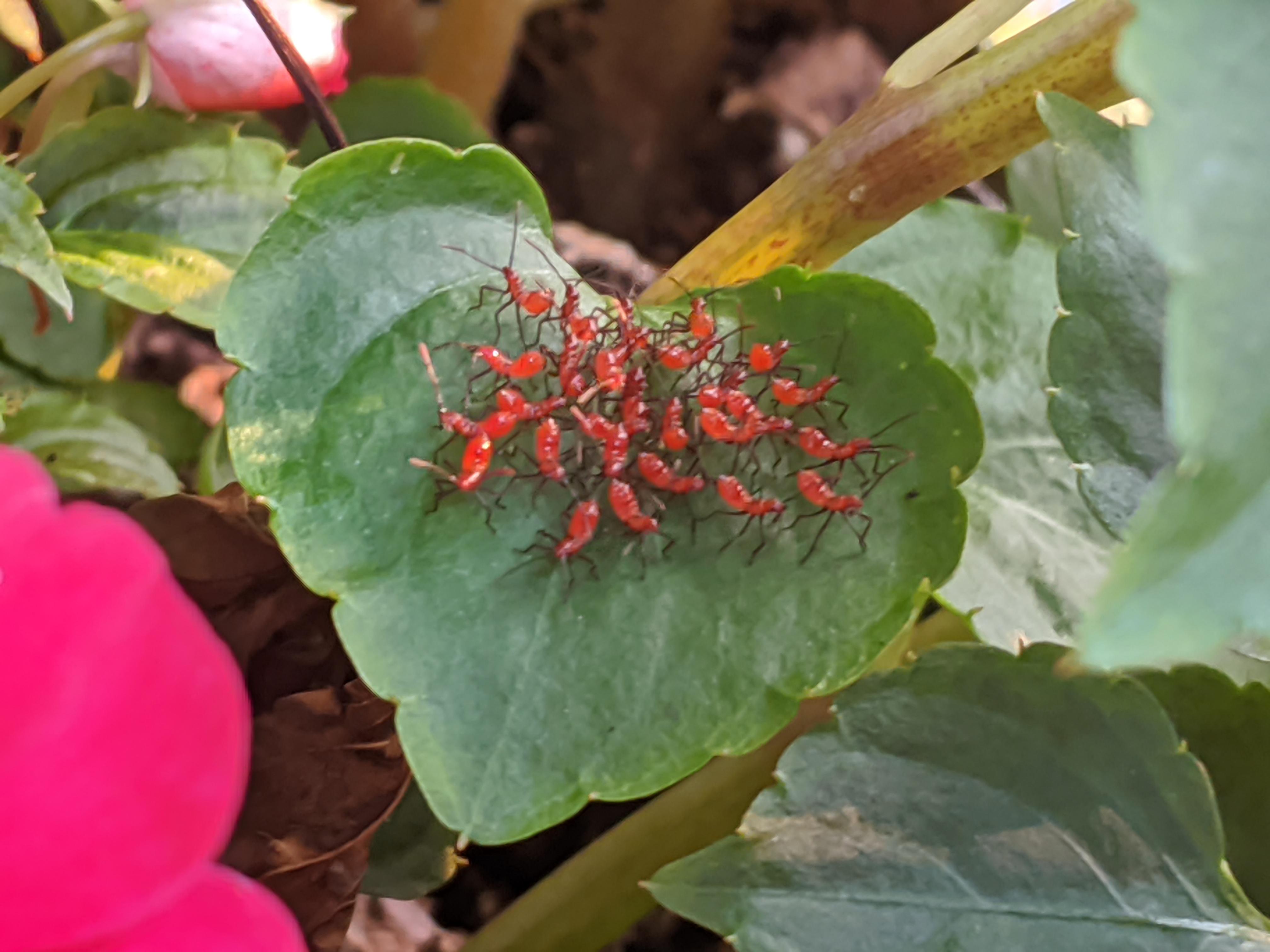 What in the world are these? Congregating on vinca r/insects