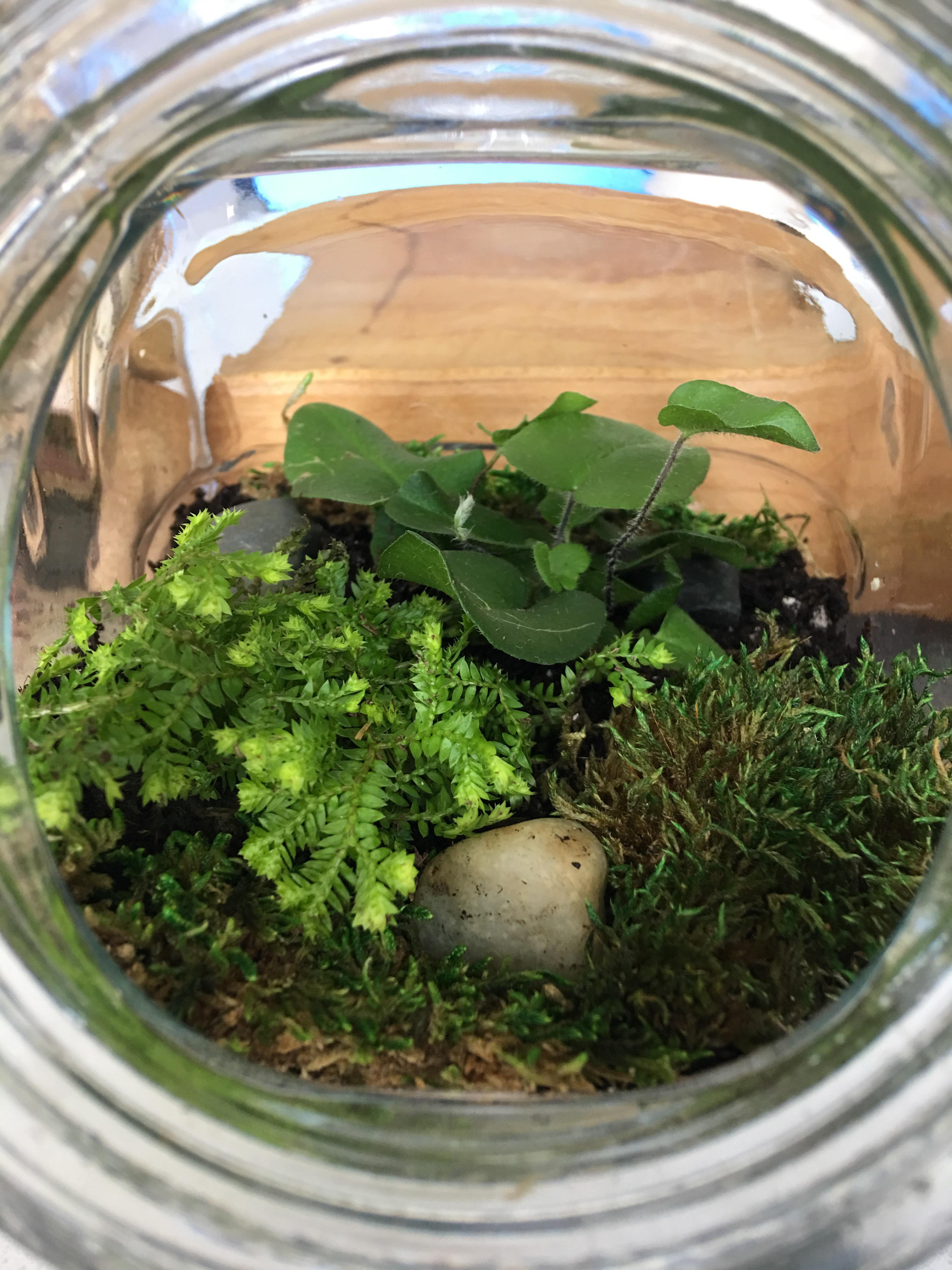 First terrarium, selaginella fern and heart fern, moss. I love it! r