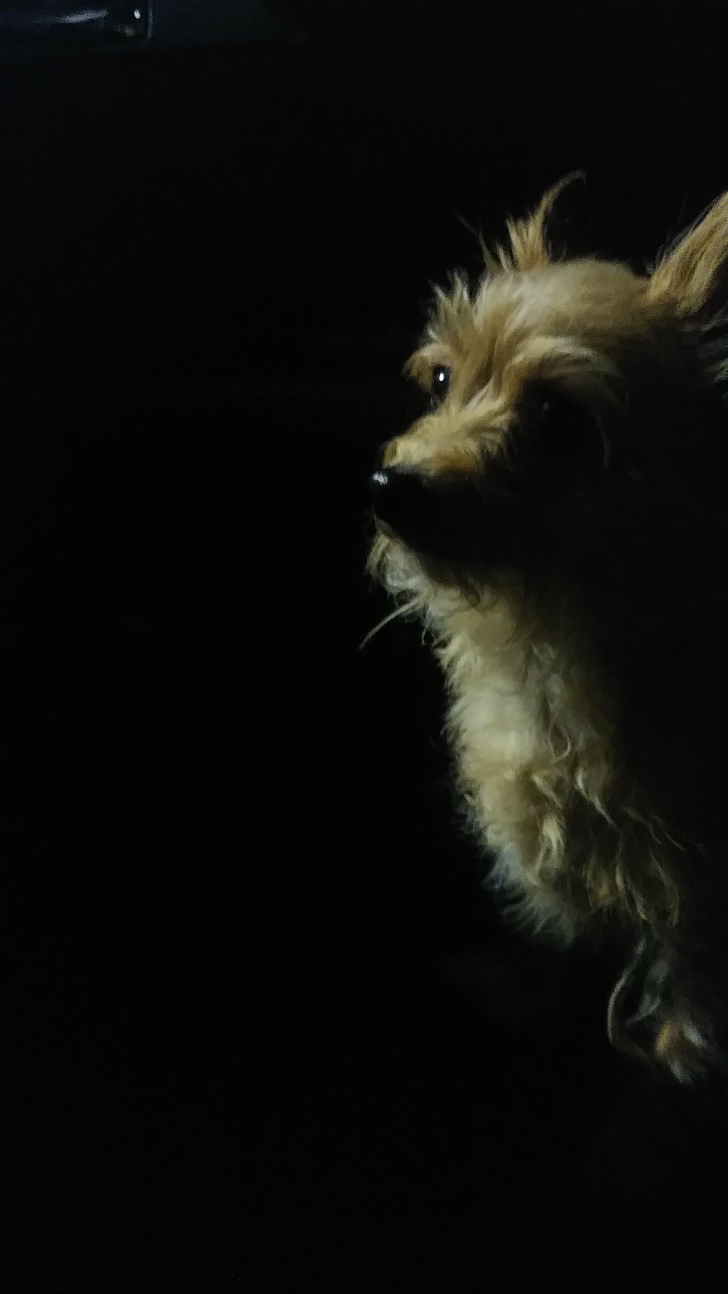 My dog glows in the dark. r/dogpictures