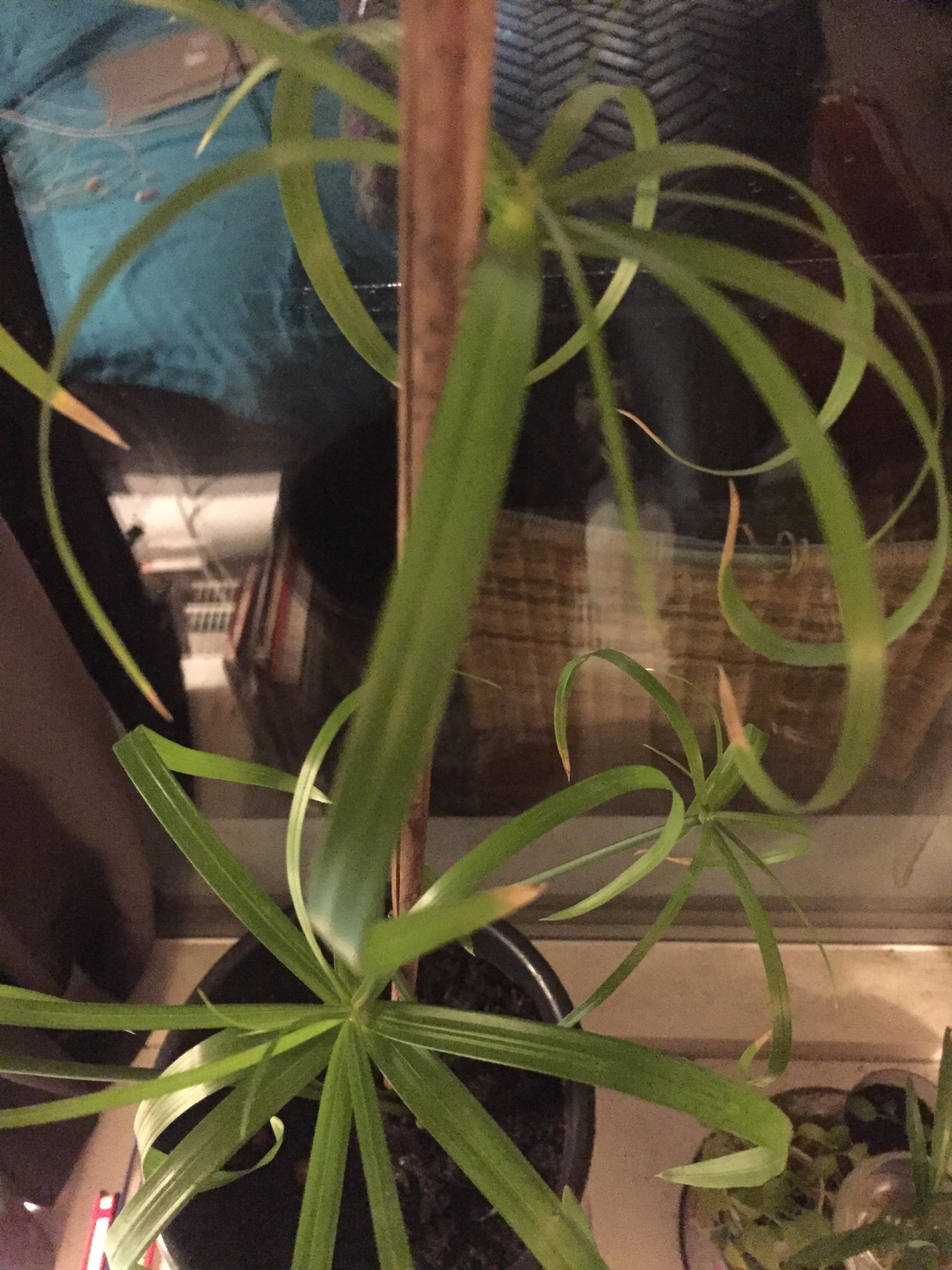 Why does my papyrus plant have so many browning tips? i give it loads