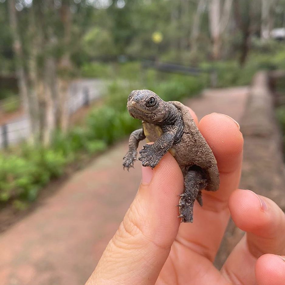 Newly hatched Murray River Turtle r/tinyanimalsonfingers