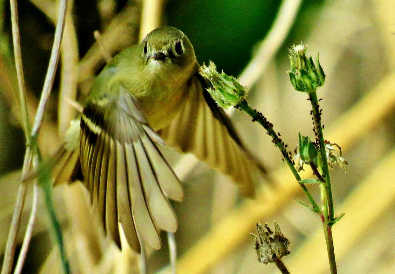 A Kinglet getting ready to eat aphids on this plant. r/birds
