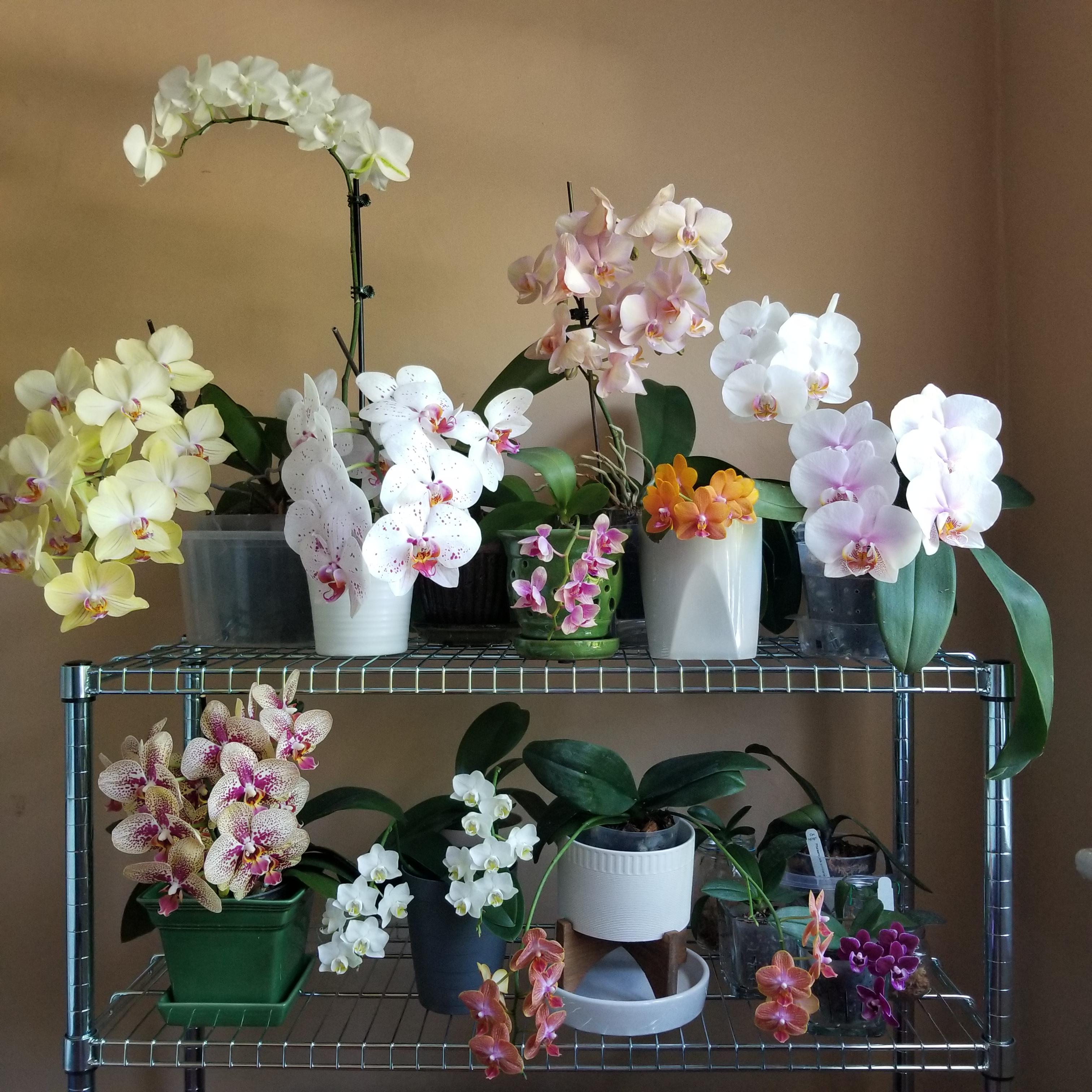 Some of my bedroom orchids still in bloom r/orchids