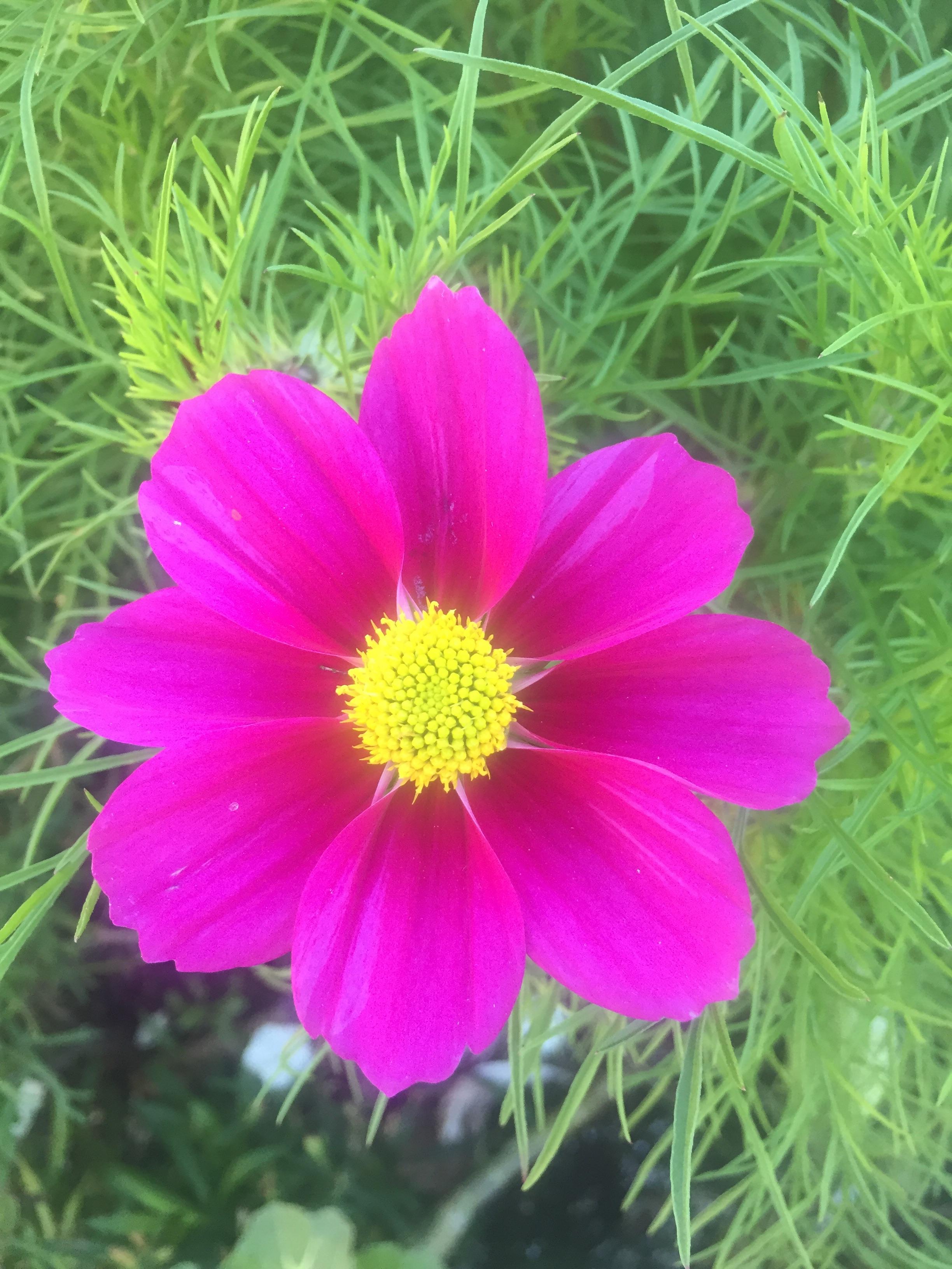 What is this beautiful flower in Alaska? r/whatsthisplant