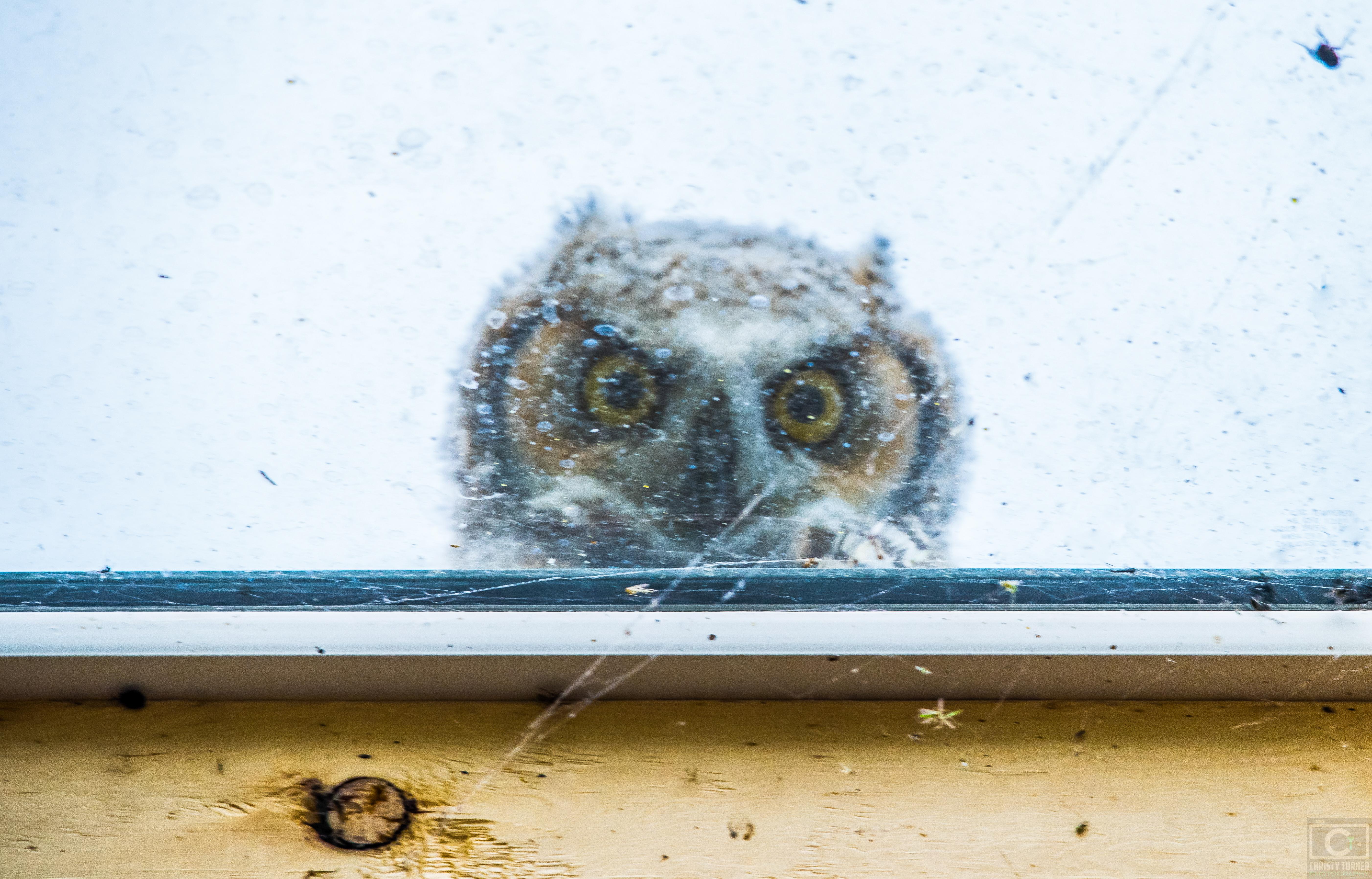 Quite possibly the cutest owl pic I'll ever have taken. Peekaboo! r/Owls