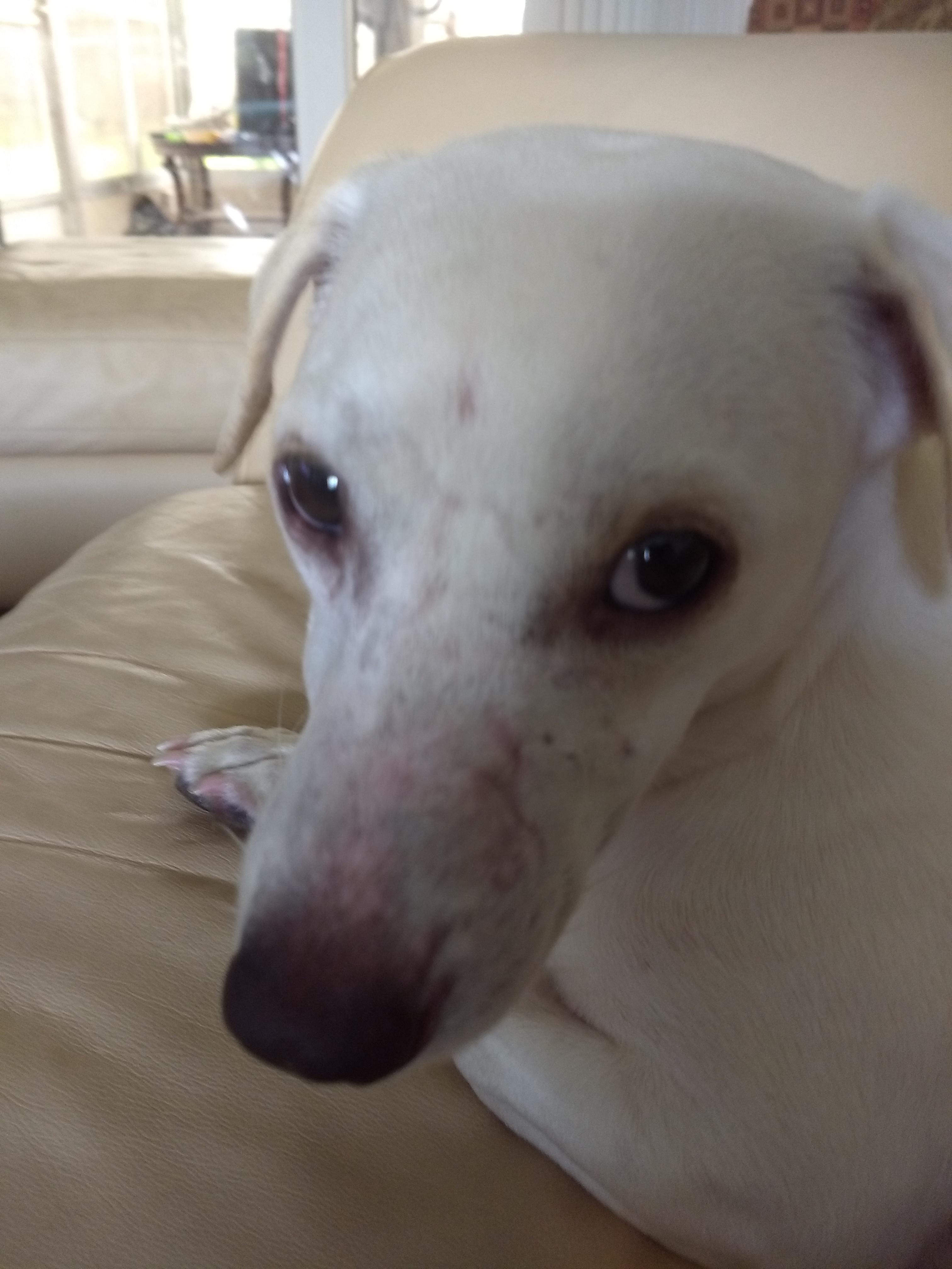 Do dog bite scars ever go away? Sweetest dog ever came to rescue/foster