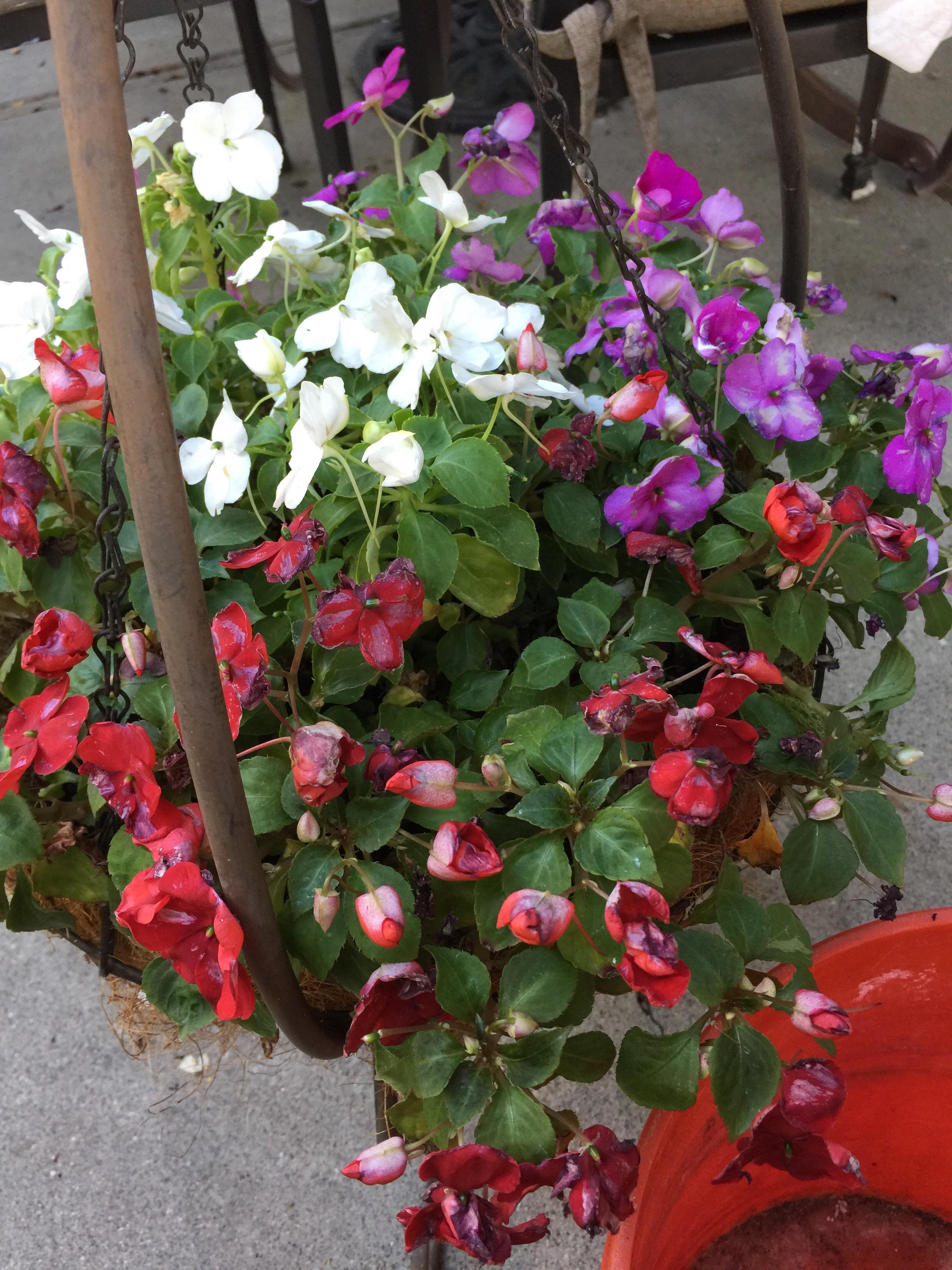 Why do my flowers look this way? Am I over watering or is it too much