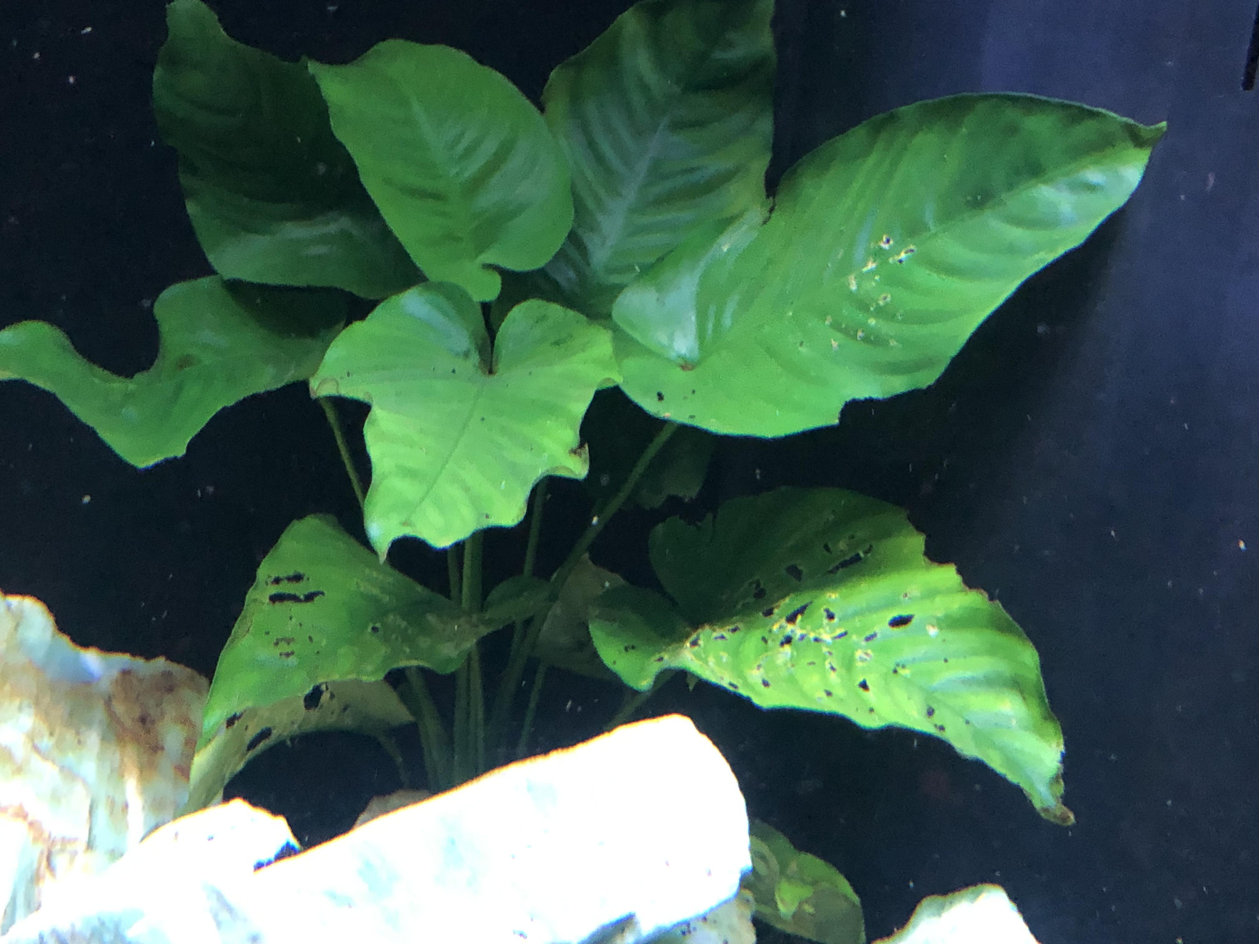New to plants. What’s causing these holes on the leaves of my Anubias