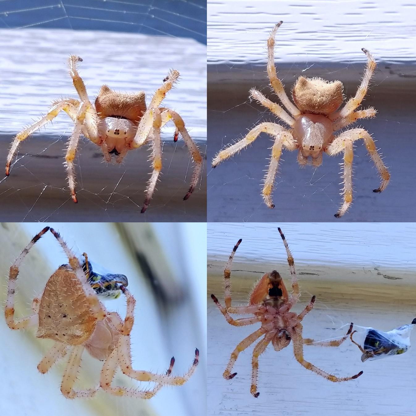 Cat Faced spider Araneus gemmoides, in Eastern Washington r/spiders