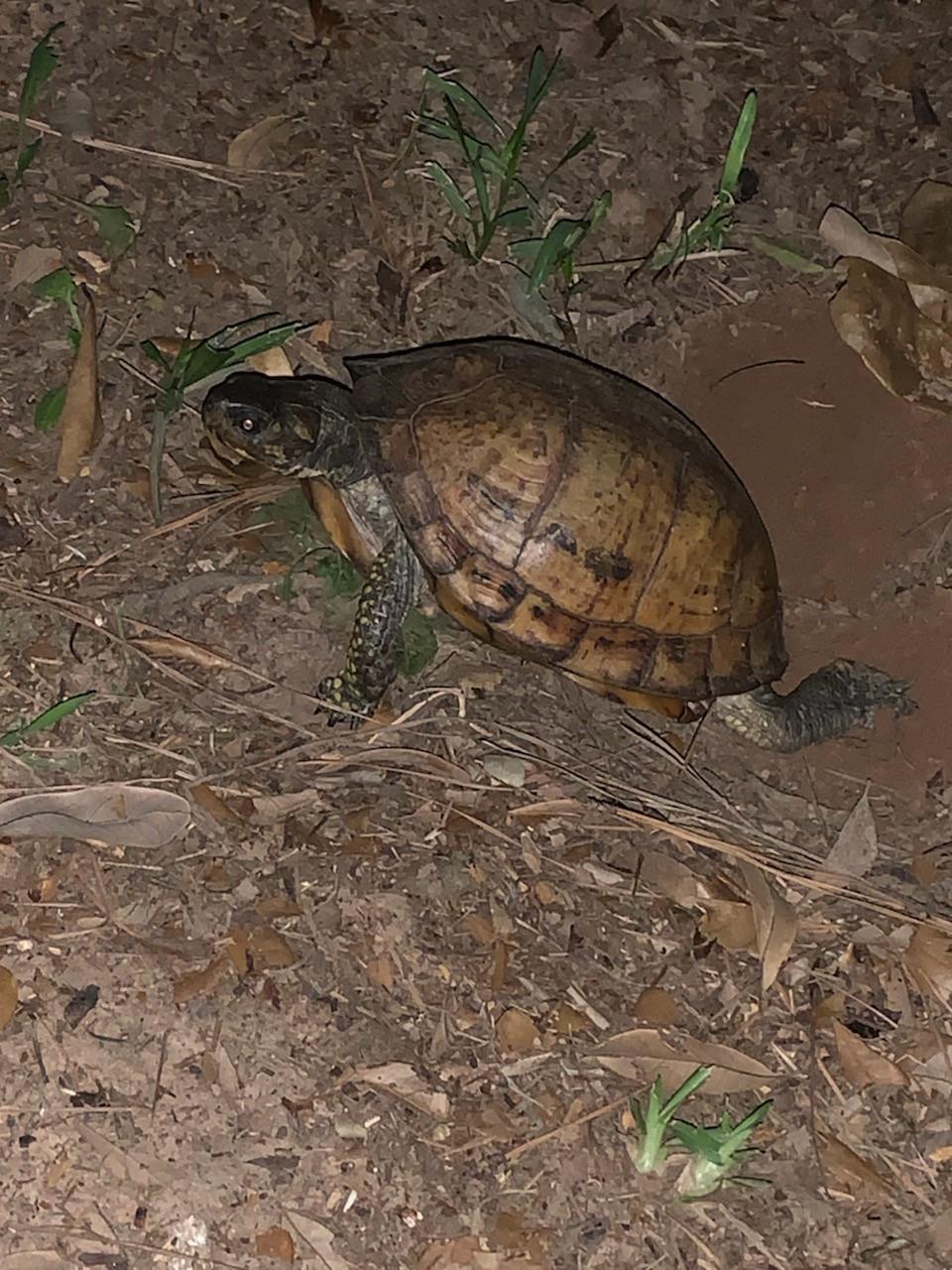 This little beauty is laying eggs in my yard! (Central Louisiana) Any I