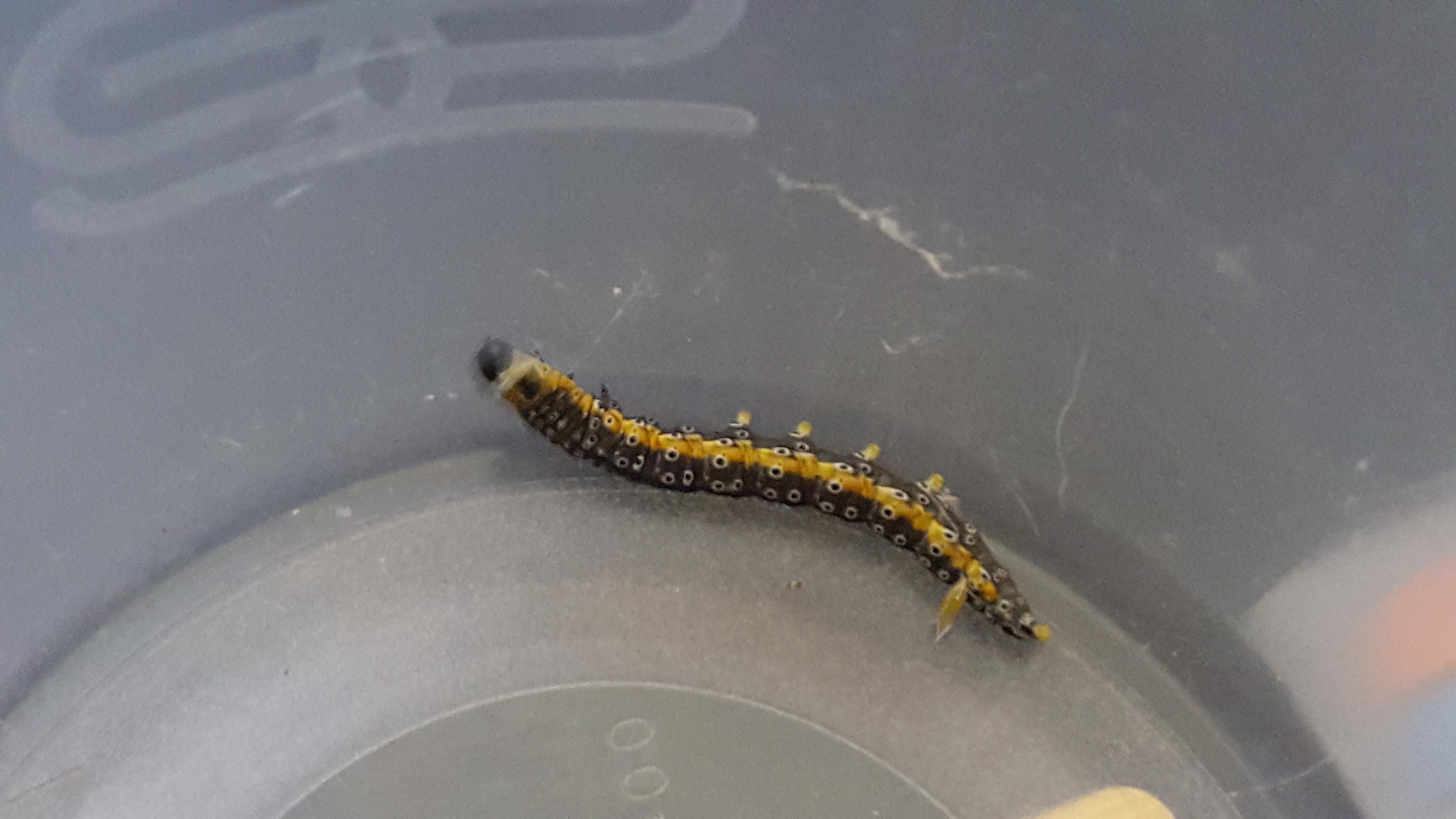 What does this caterpillar turn into? r/insects