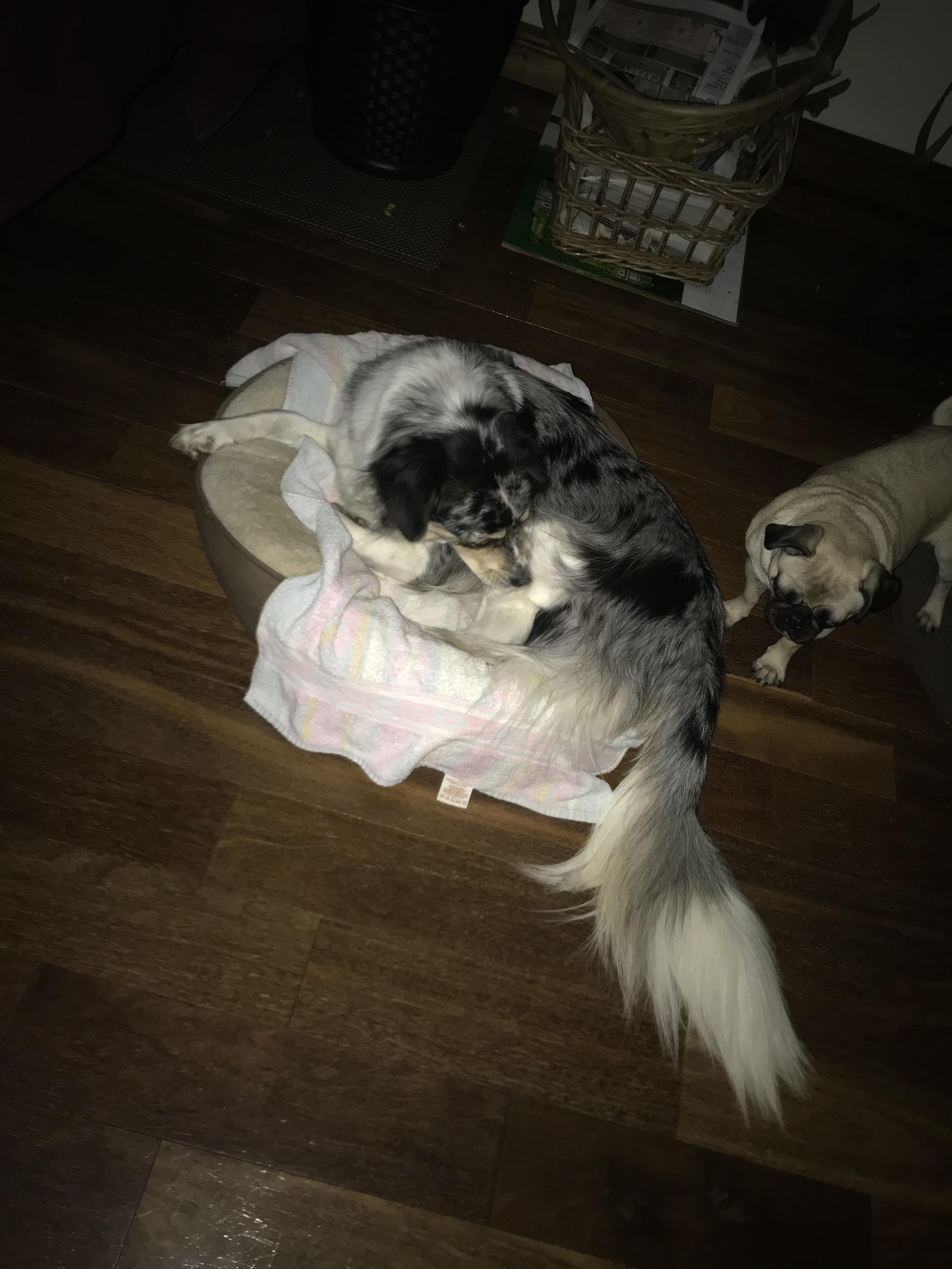 she doesn’t care that the bed is too small r/stolendogbeds