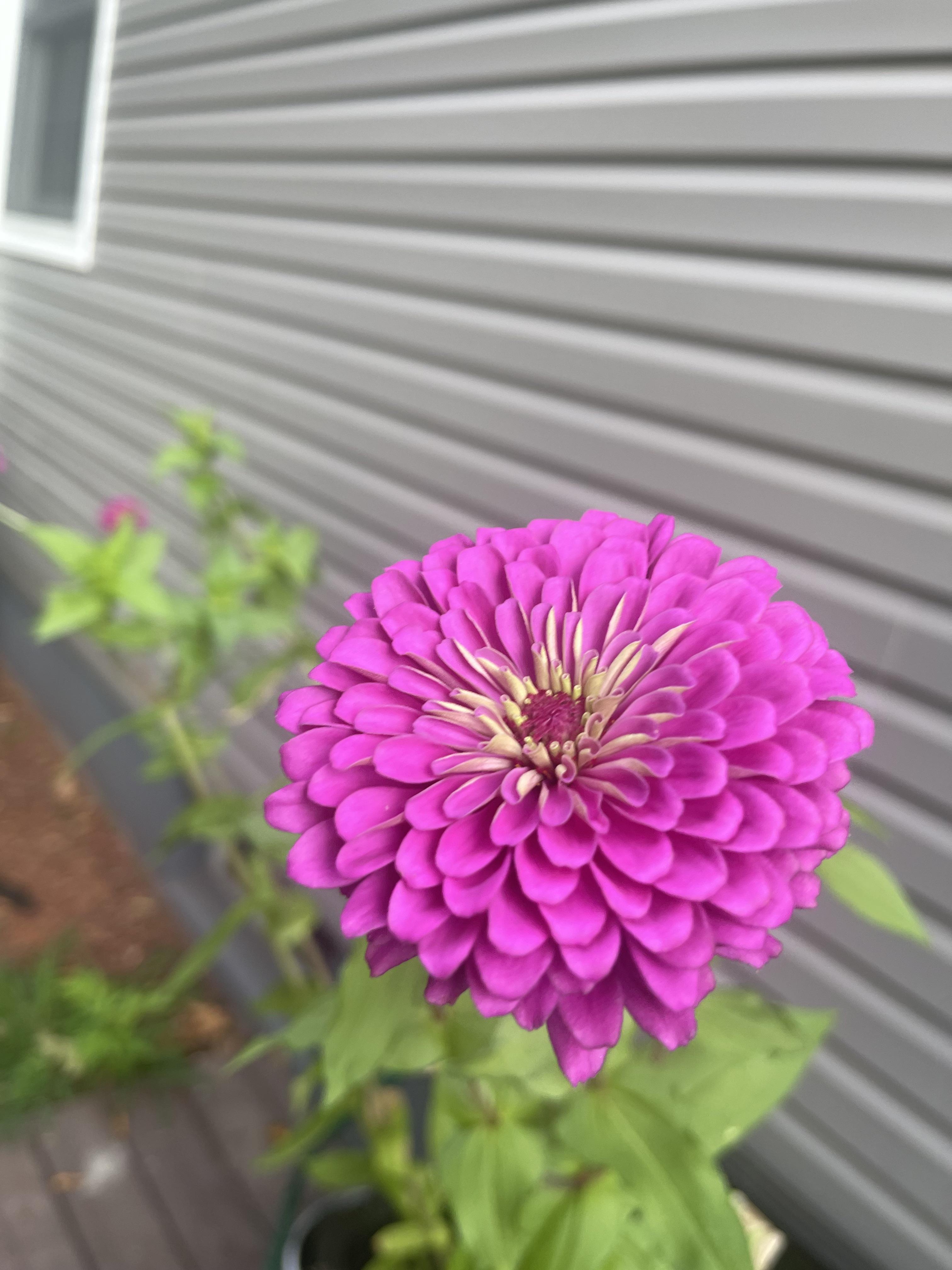 The most beautiful zinnia I’ve ever grown r/gardening