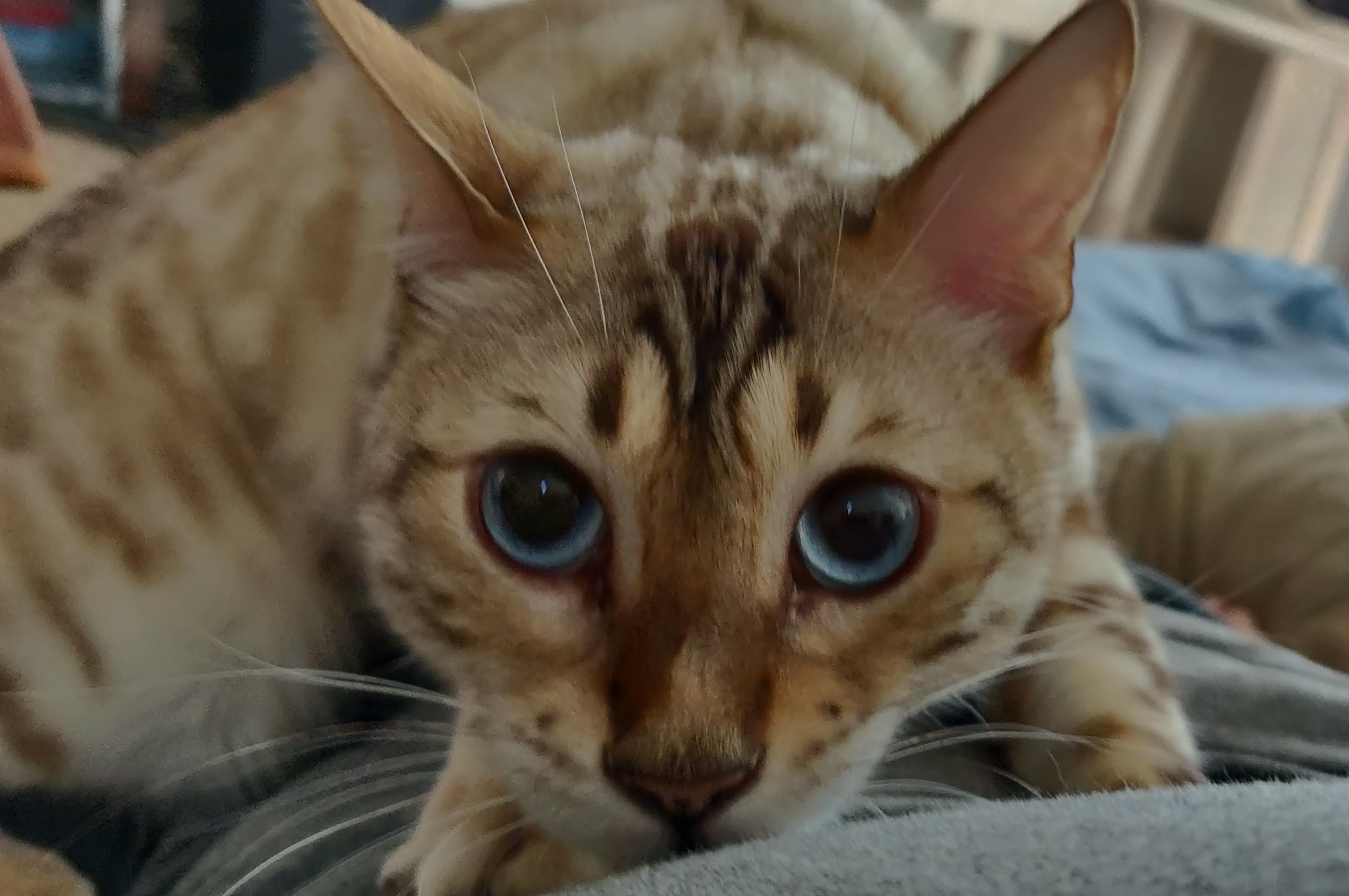 This cat kneads on me every. chance. he. gets. I sit down? Time to knead. I lay down? Time to