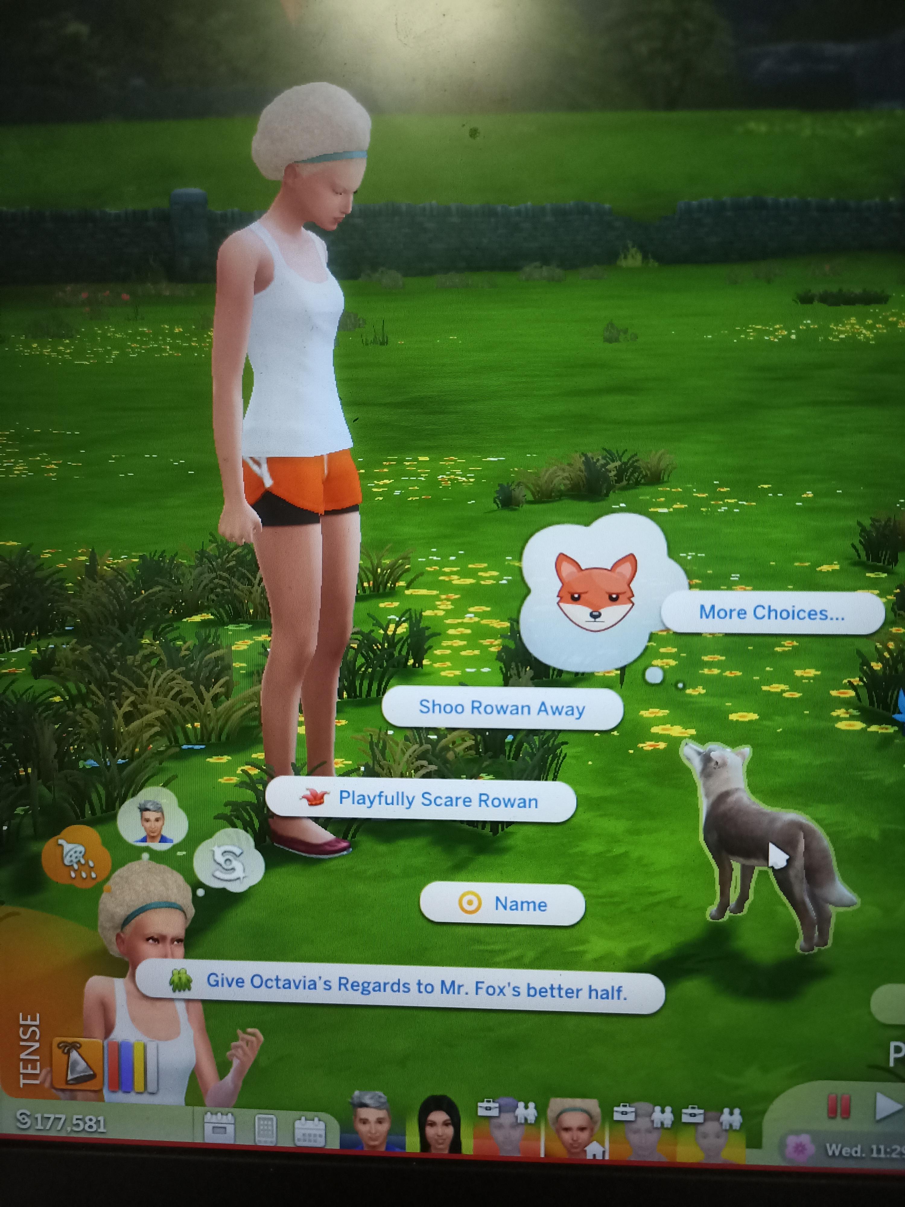 My sim sent regards. Mr Fox didn't like that. Perhaps foxes have