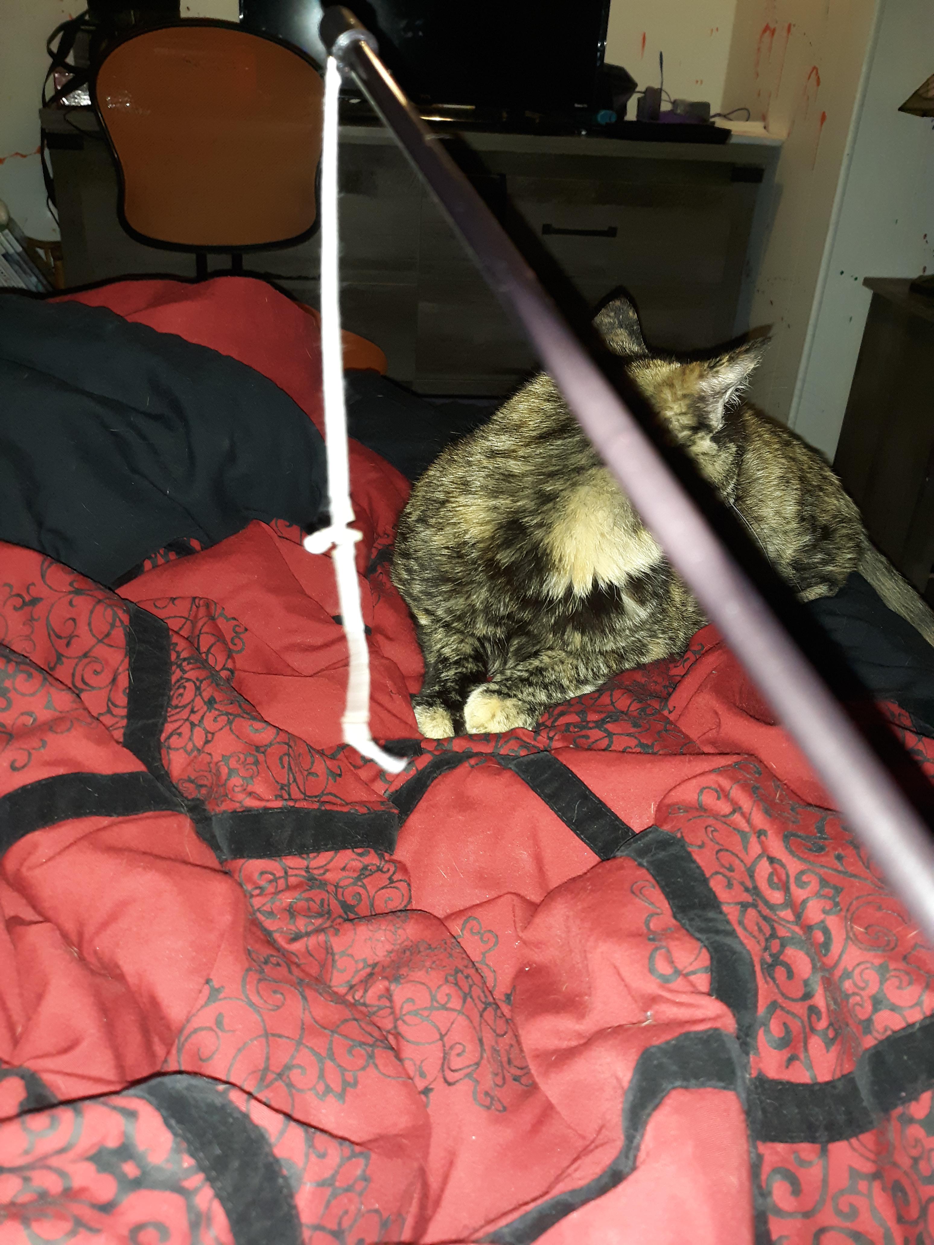 I have this cat toy that my cat broke the same day she got it. does