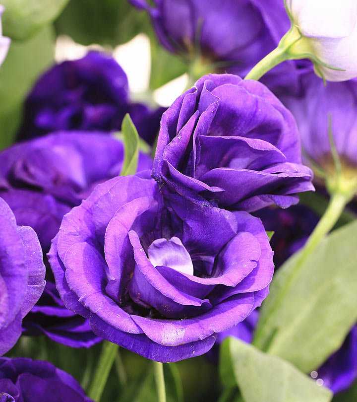Purple Rose r/PurpleImperium